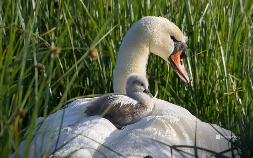 Mute swan mother and cygnet, Stanpit Marsh, England