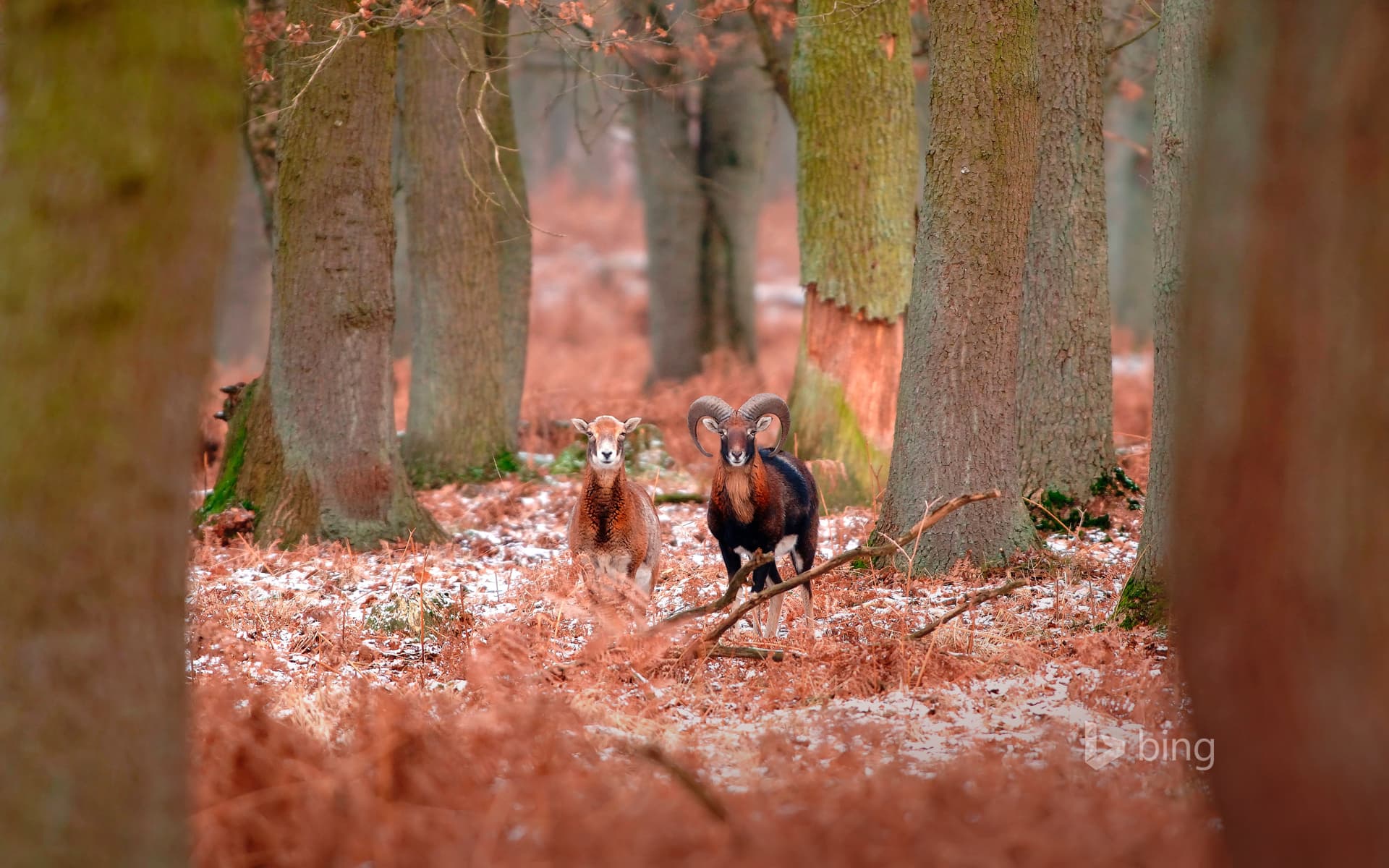 Bing Wallpaper: Mouflons in the forest in winter
