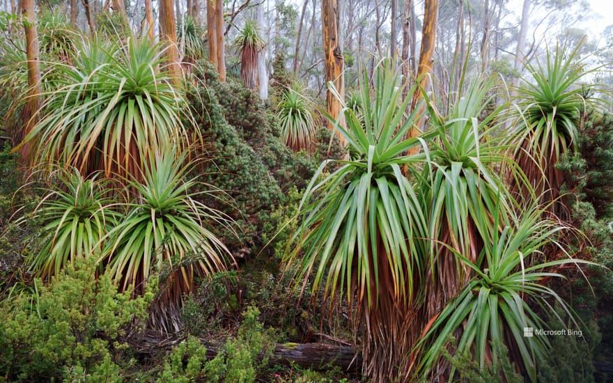 Tasmanian snow gum and pandani plants near Lake Dobson, Mount Field National Park, Tasmania, Australia