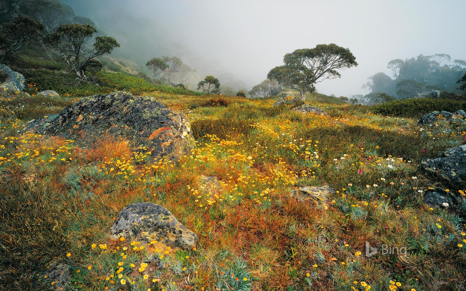 Bing Wallpaper: Wildflowers in the mist on Mount Howitt in Alpine National Park, Victoria, Australia