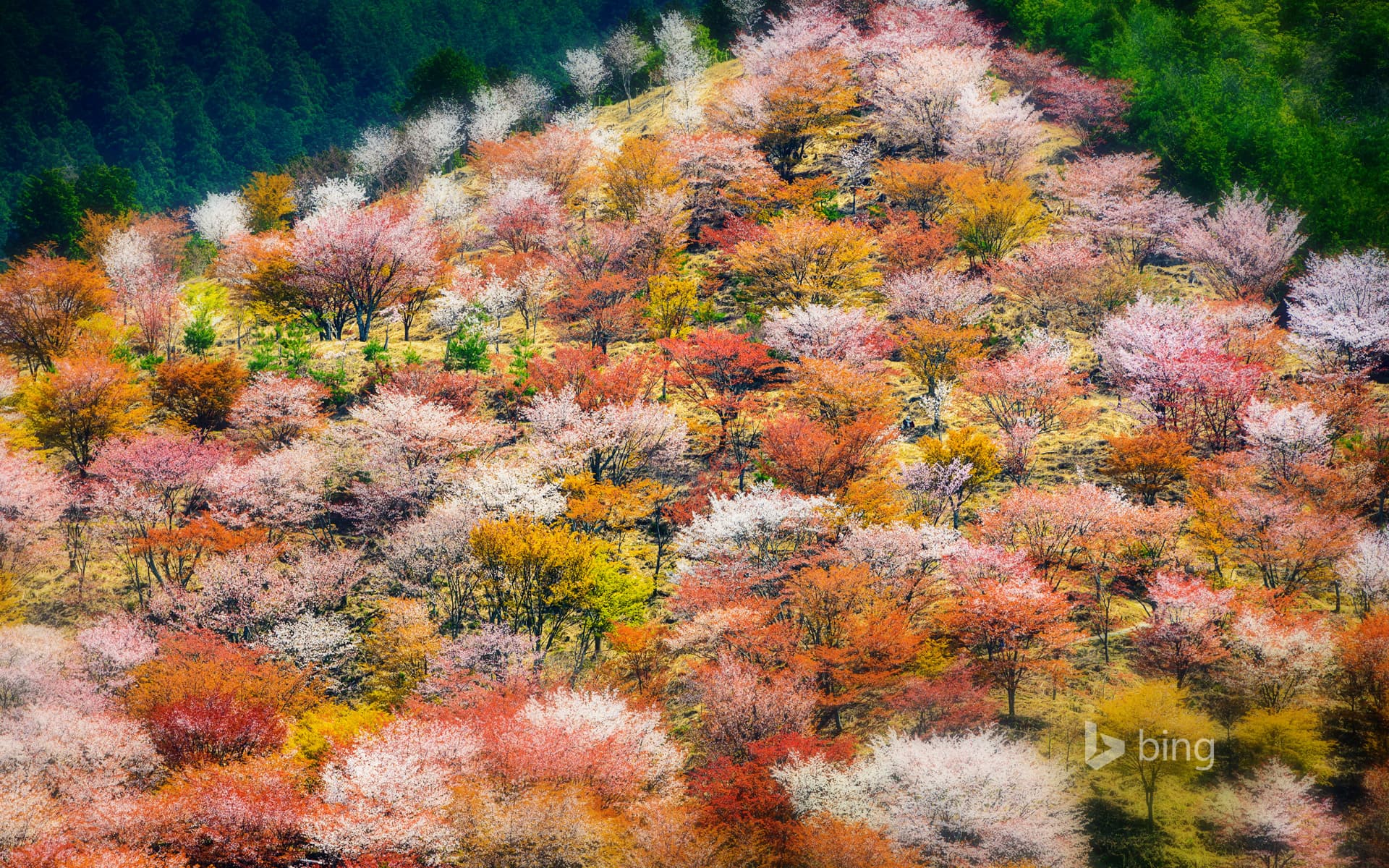 Bing Wallpaper: Spring cherry blossoms on Mount Yoshino in Nara Prefecture, Japan