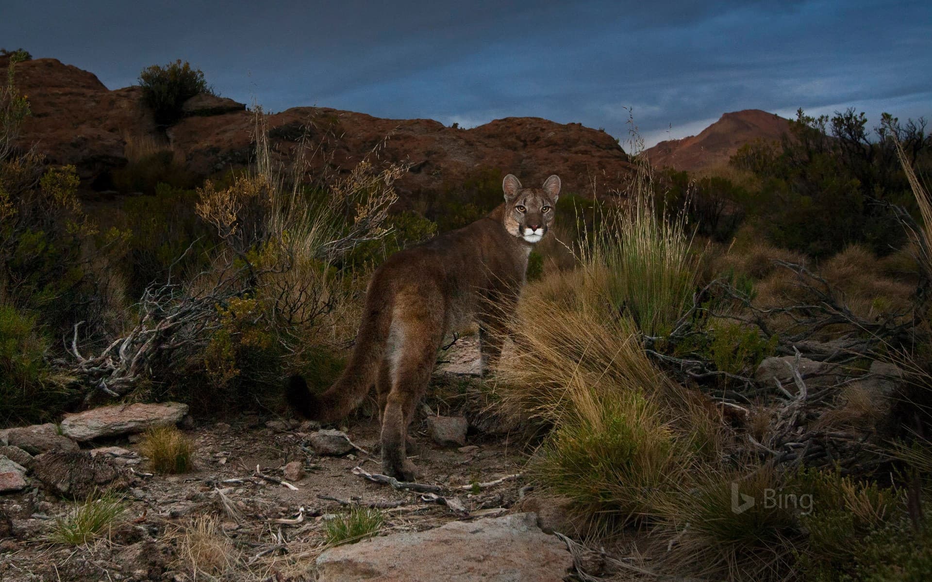 Bing Wallpaper: Cougar in the Andes of northwestern Argentina
