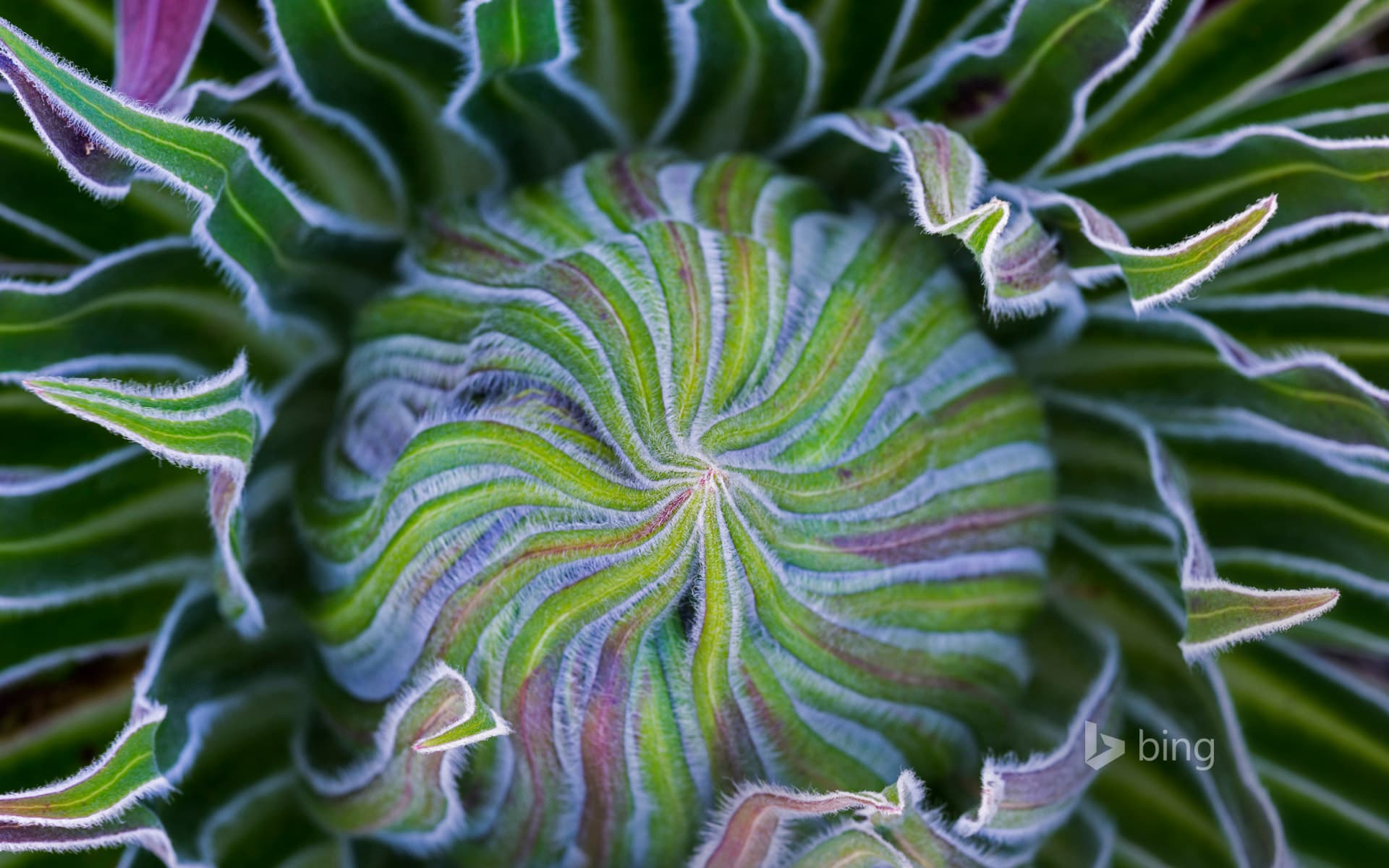 Bing Wallpaper: Giant lobelia in Mount Kenya National Park, Kenya