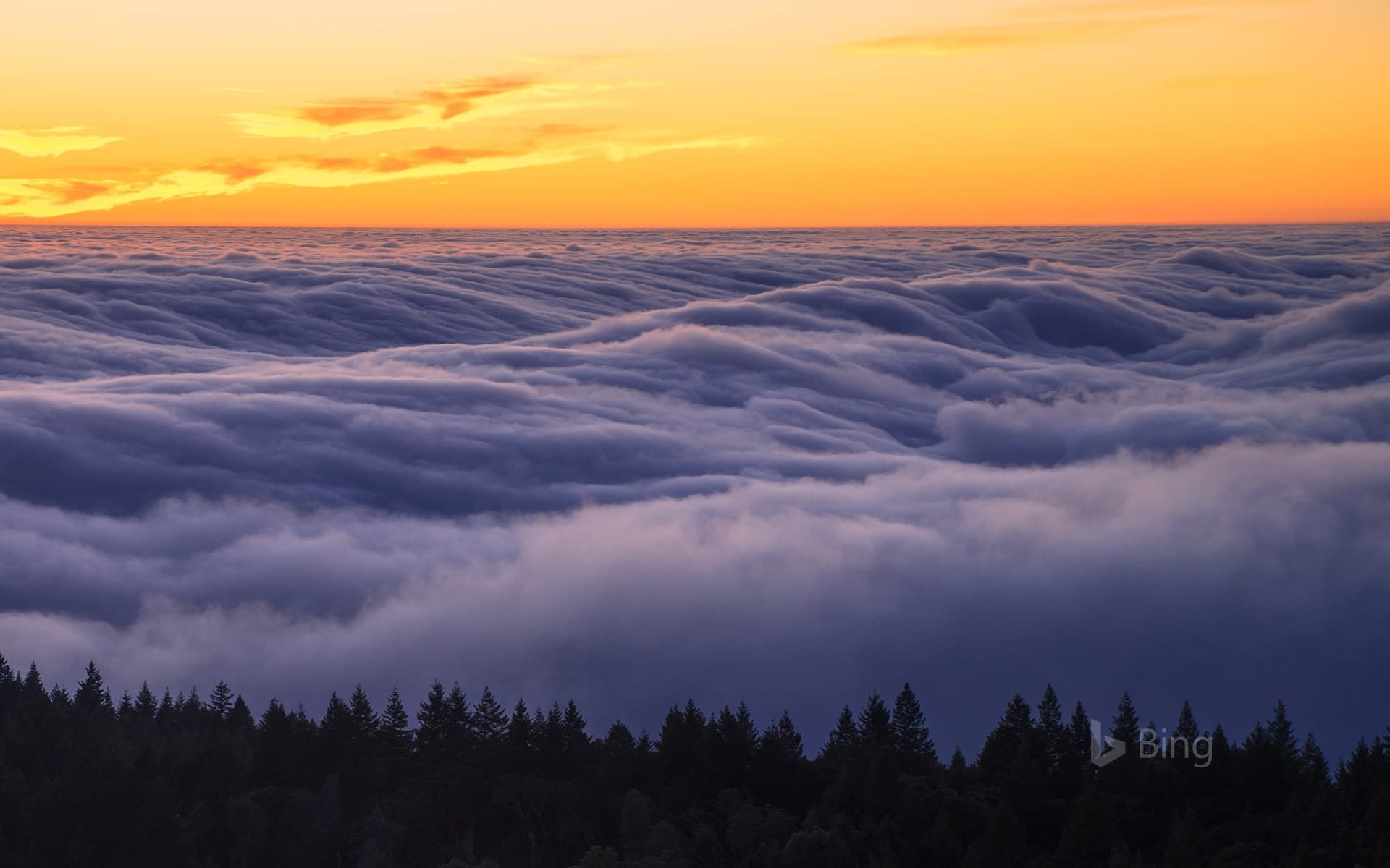 Bing Wallpaper: Fog over Mount Tamalpais State Park, California