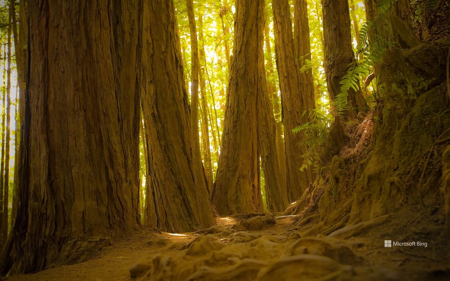 Giant redwood trees in Muir Woods National Monument, California, USA