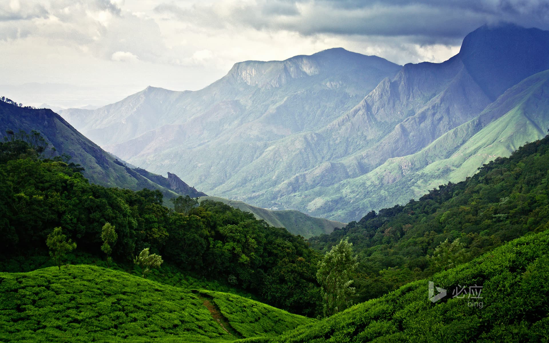 Bing Wallpaper: Munnar Tea Plantation in Kerala, India