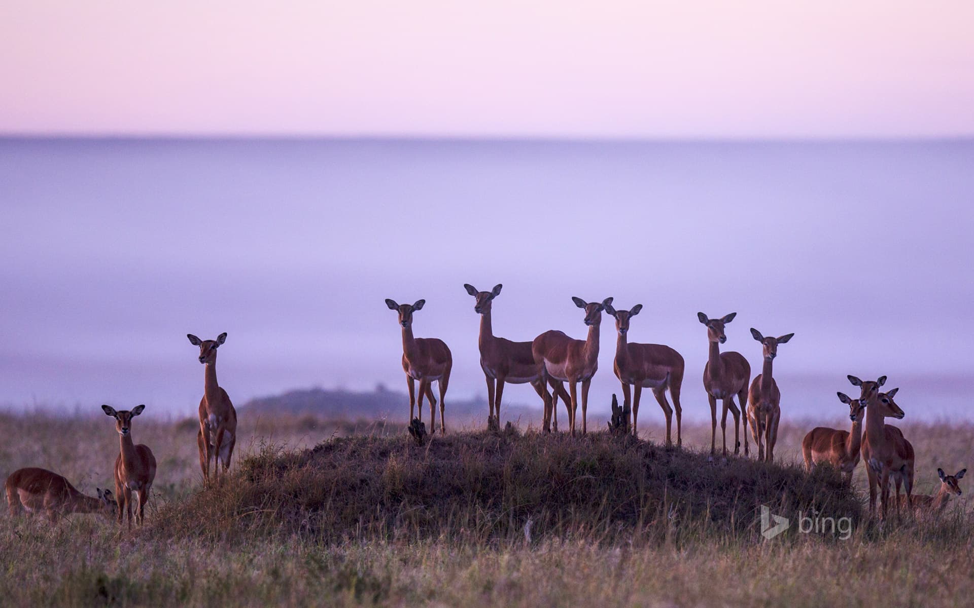 Bing Wallpaper: Herd of impalas in Masai Mara National Reserve, Kenya
