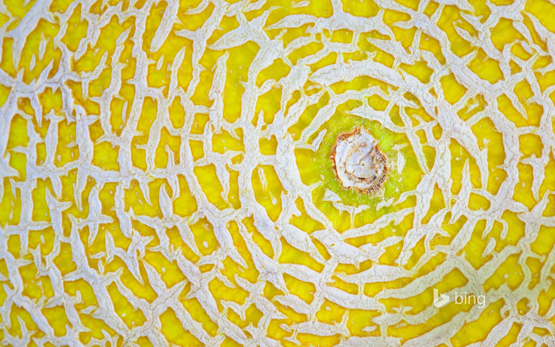 Bing Wallpaper: Galia melon detail