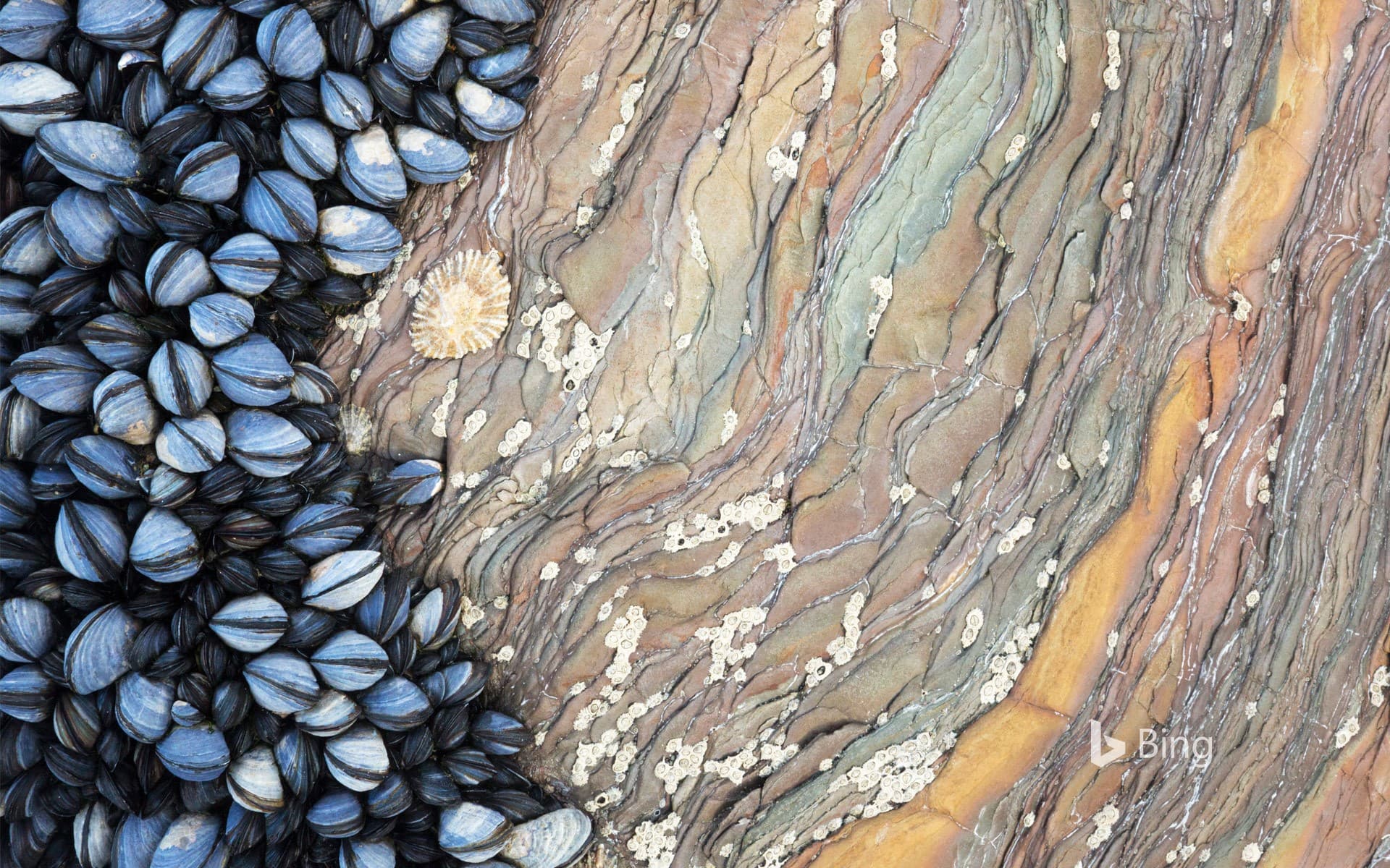 Bing Wallpaper: Colony of Common Mussels (Mytilus edulis) growing on striated rock formation exposed at low tide. Cornwall, England.