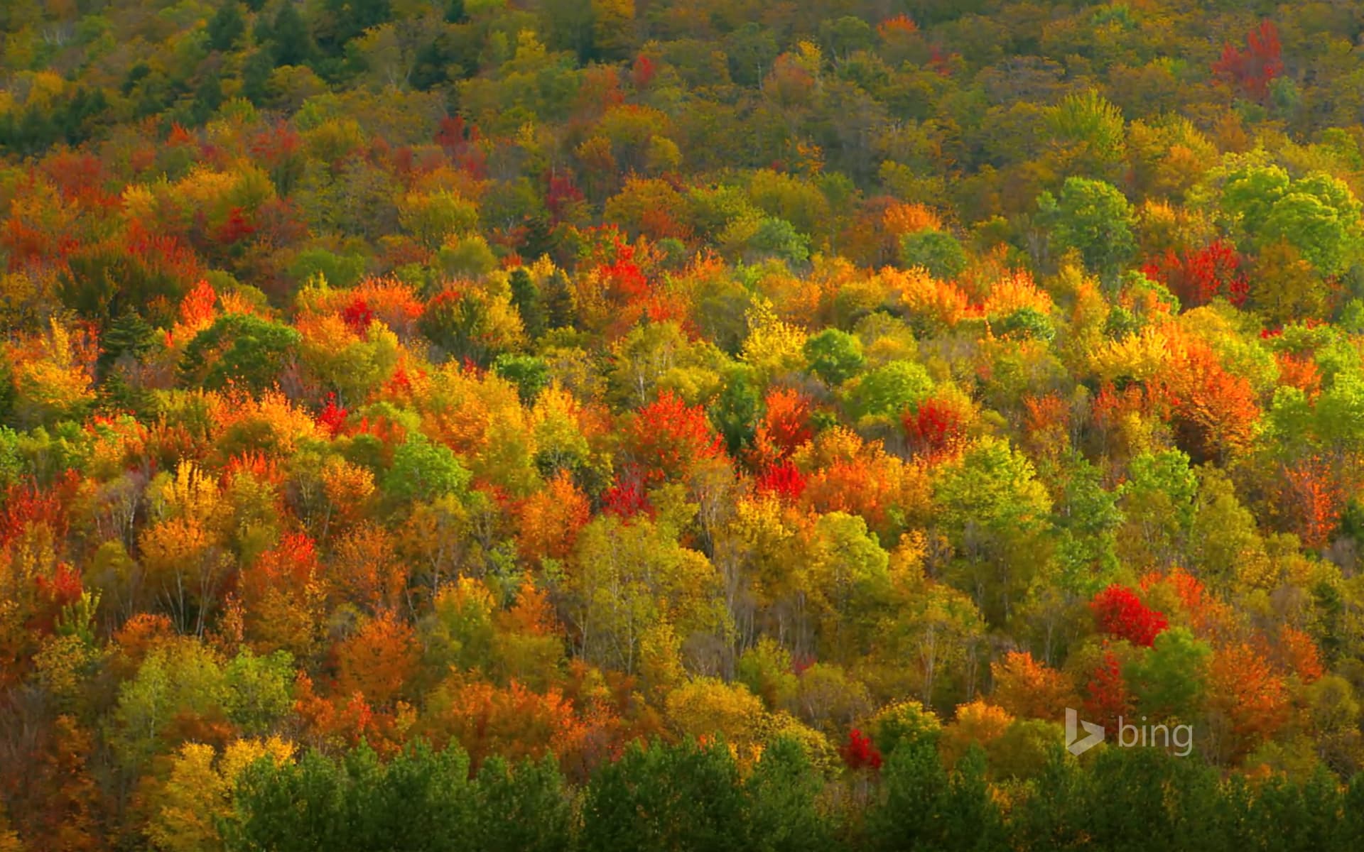 Bing Wallpaper: Fall foliage in Hudson Valley, New York