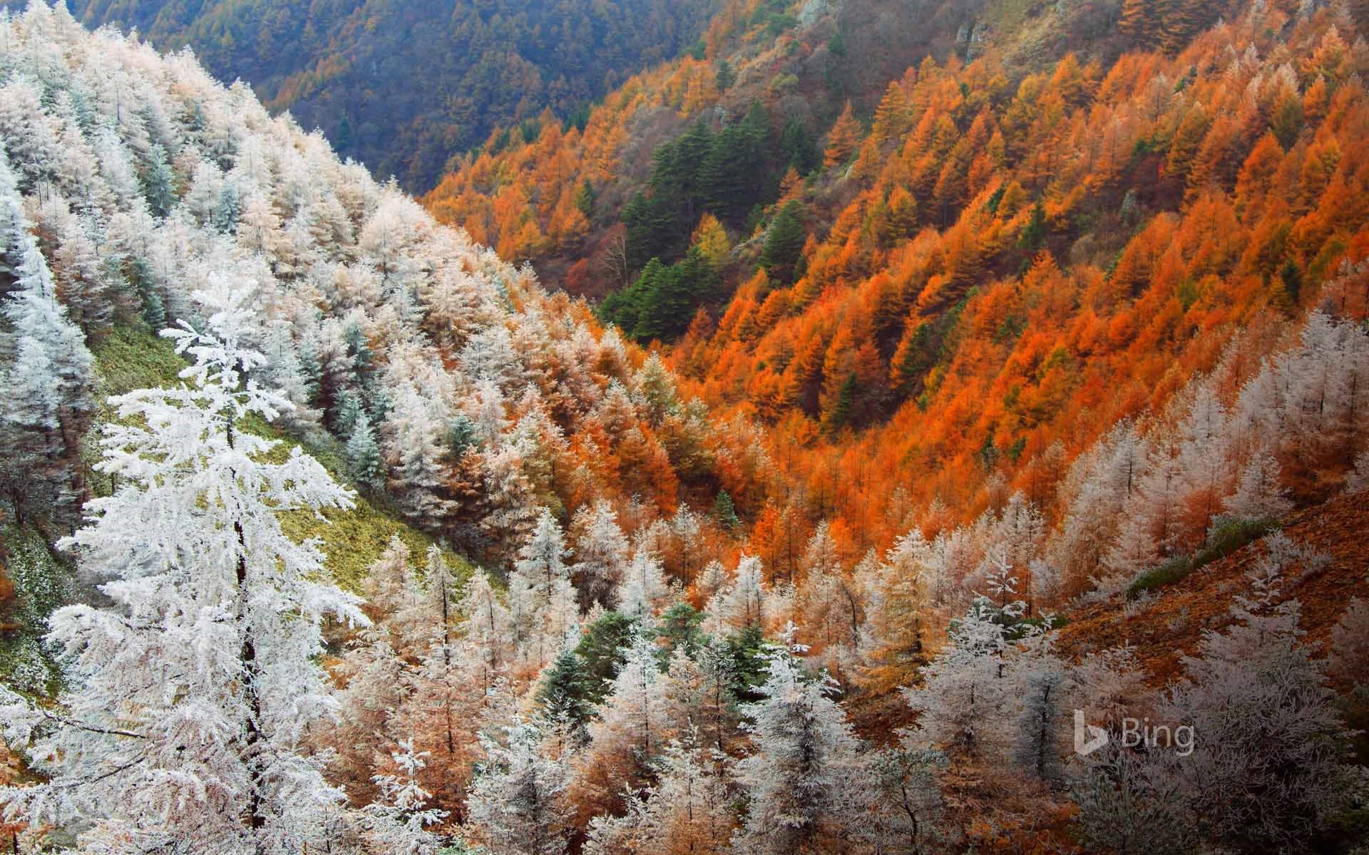 Bing Wallpaper: Larch forest near Matsumoto, Japan