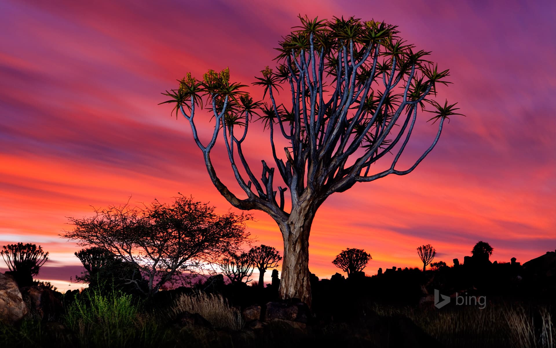 Bing Wallpaper: The Quiver Tree Forest near Keetmanshoop, Namibia