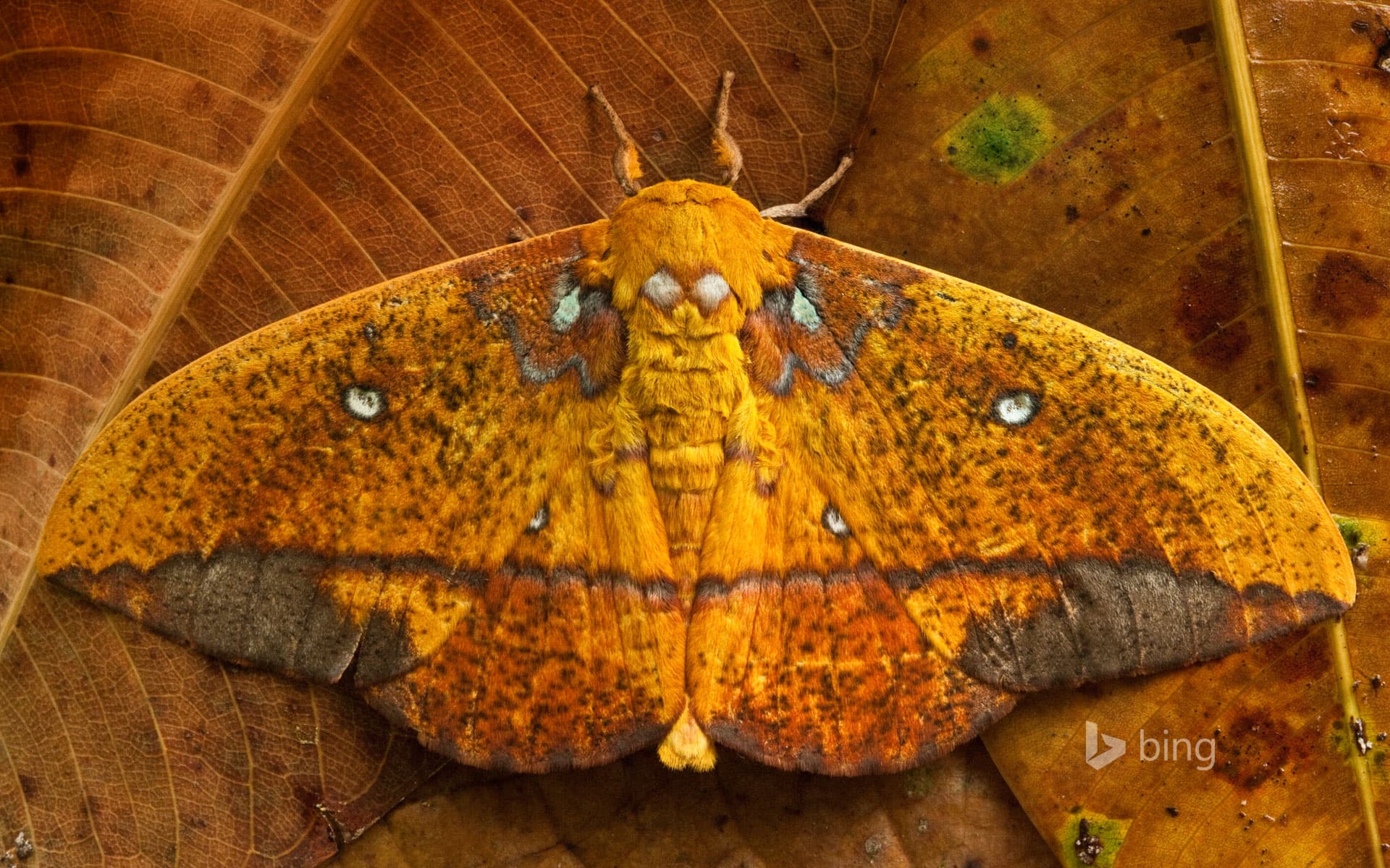 Bing Wallpaper: Saturniid moth, Yasuni National Park, Ecuador