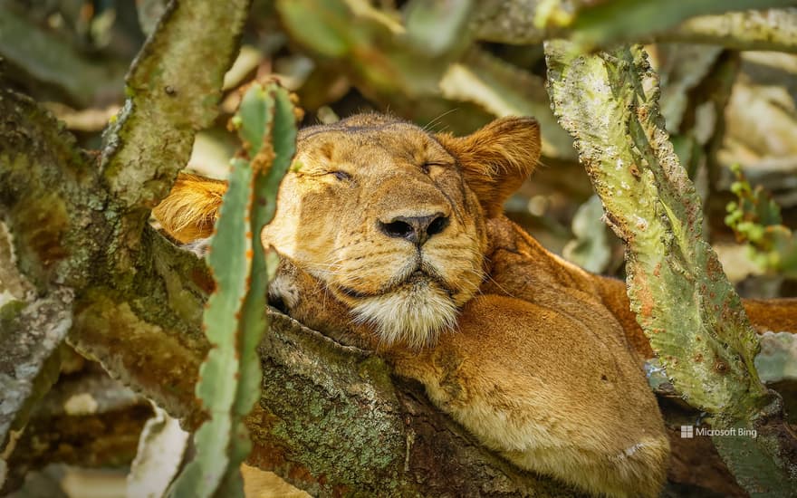 A lion sleeping in Ishasha Sector, Queen Elizabeth National Park, Uganda