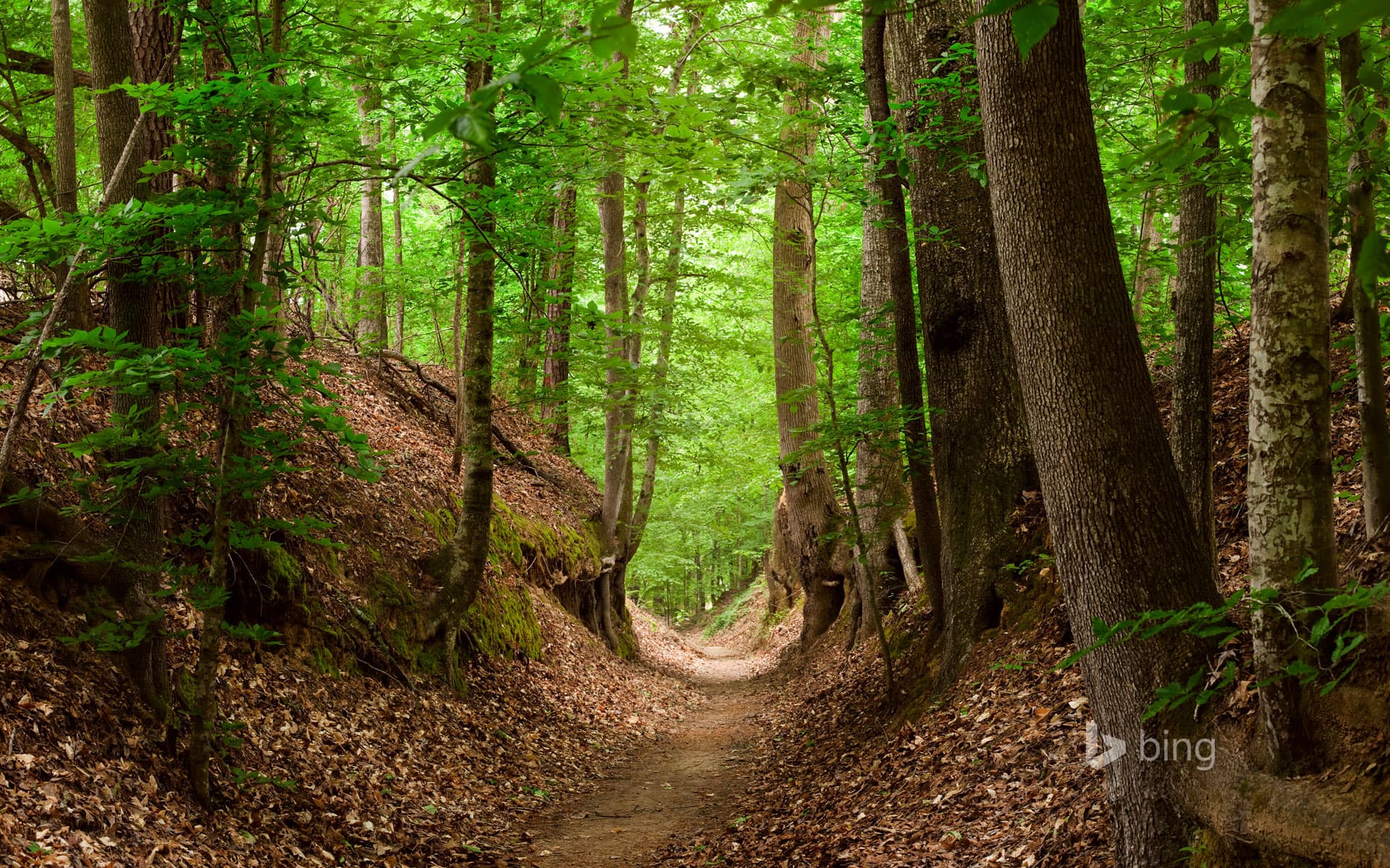 Bing Wallpaper: Natchez Trace National Scenic Trail, Mississippi