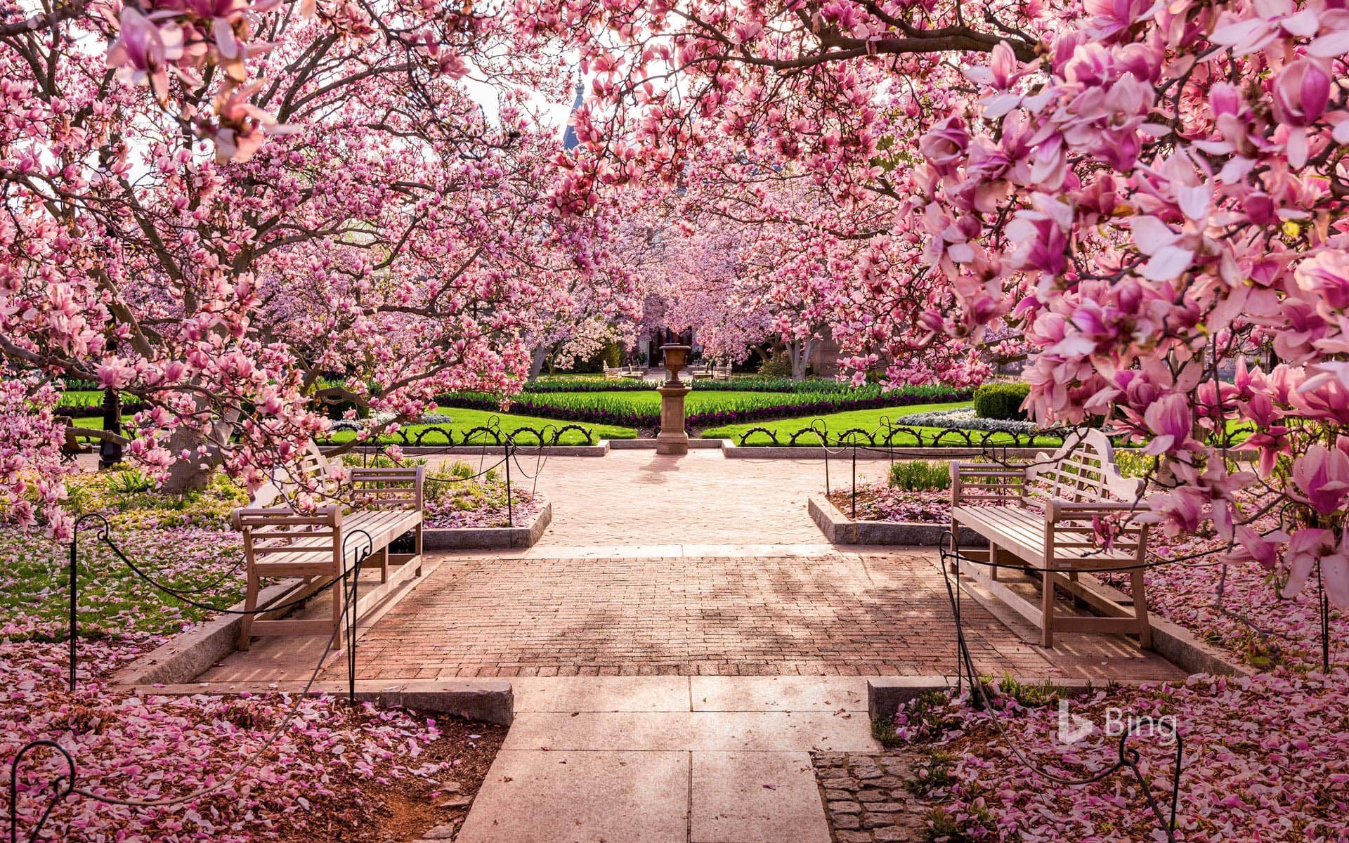 Bing Wallpaper: Cherry blossoms at the National Mall, Washington, DC