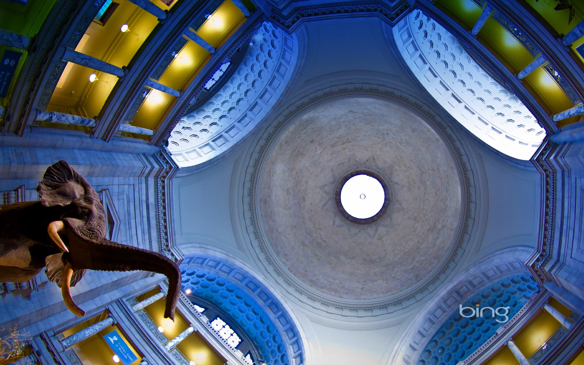 Bing Wallpaper: Rotunda of the Smithsonian Institution National Museum of Natural History in Washington, D.C.