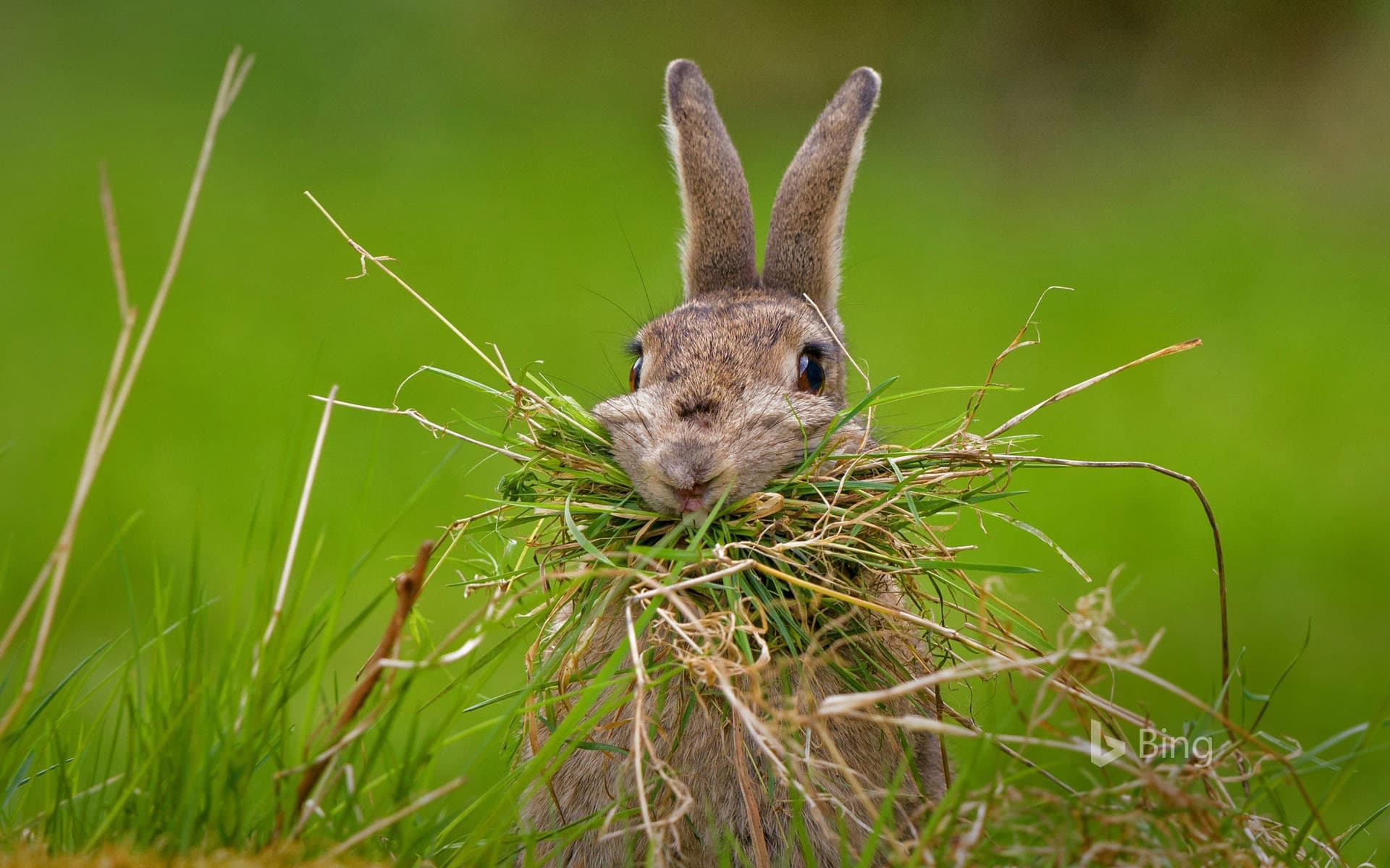 Bing Wallpaper: A rabbit building a nest