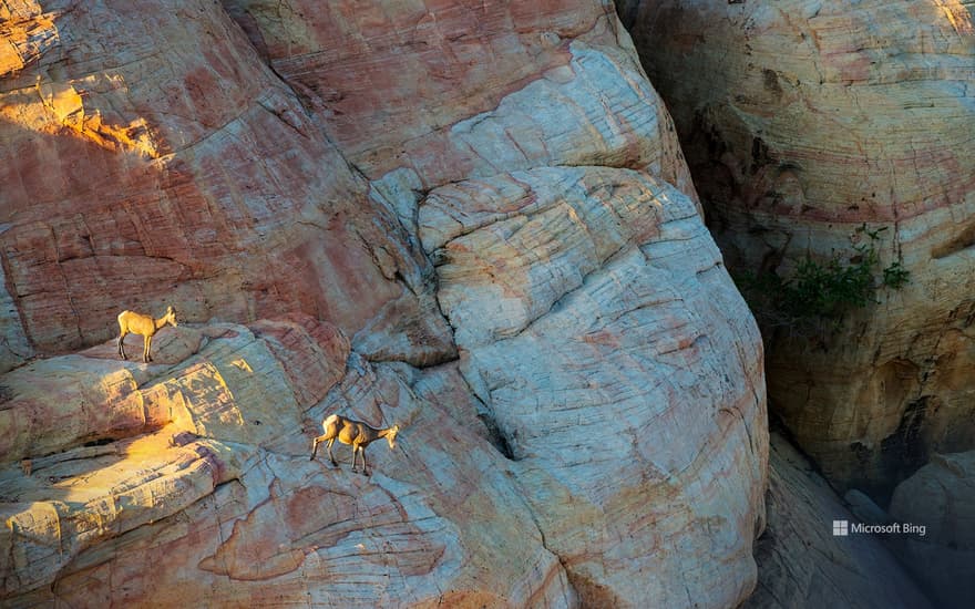 Desert bighorn sheep in Valley of Fire State Park, Nevada, United States