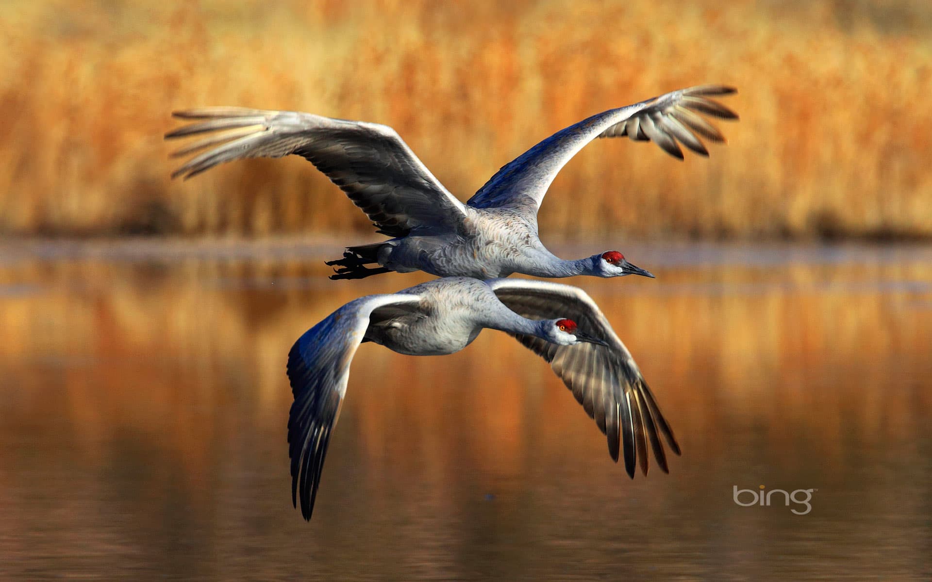 Bing Wallpaper: Sandhill cranes flying over Bosque del Apache National Wildlife Refuge, New Mexico