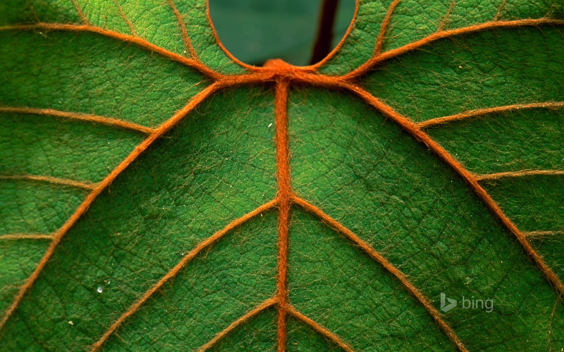 Bing Wallpaper: Detail of a leaf in Niah National Park in Sarawak, Borneo, Malaysia