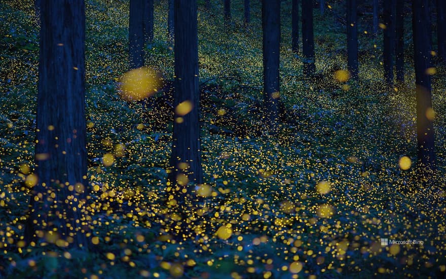 Fireflies in Nichinan, Tottori Prefecture, Japan