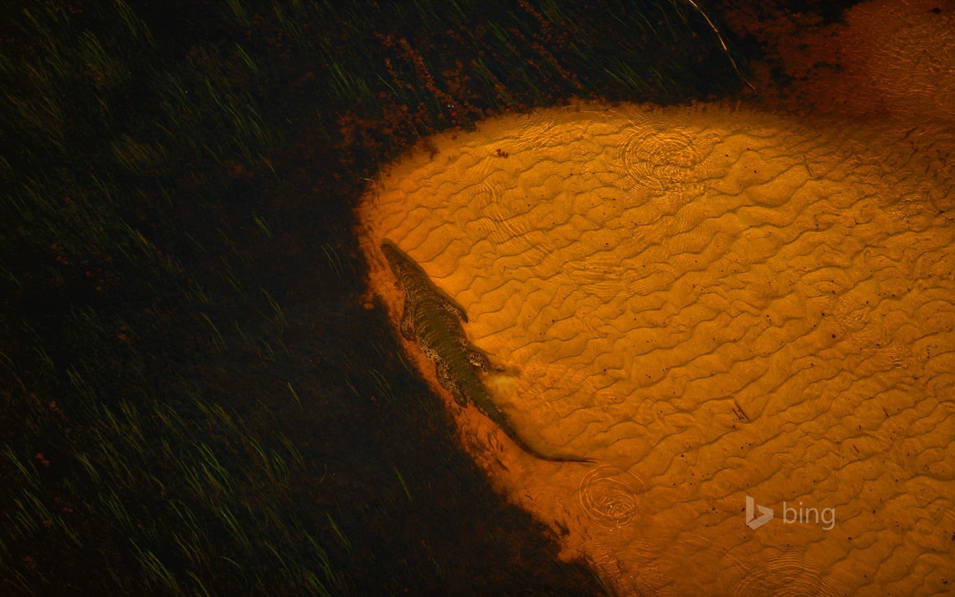 Bing Wallpaper: A Nile crocodile soaks in the Okavango Delta, Botswana