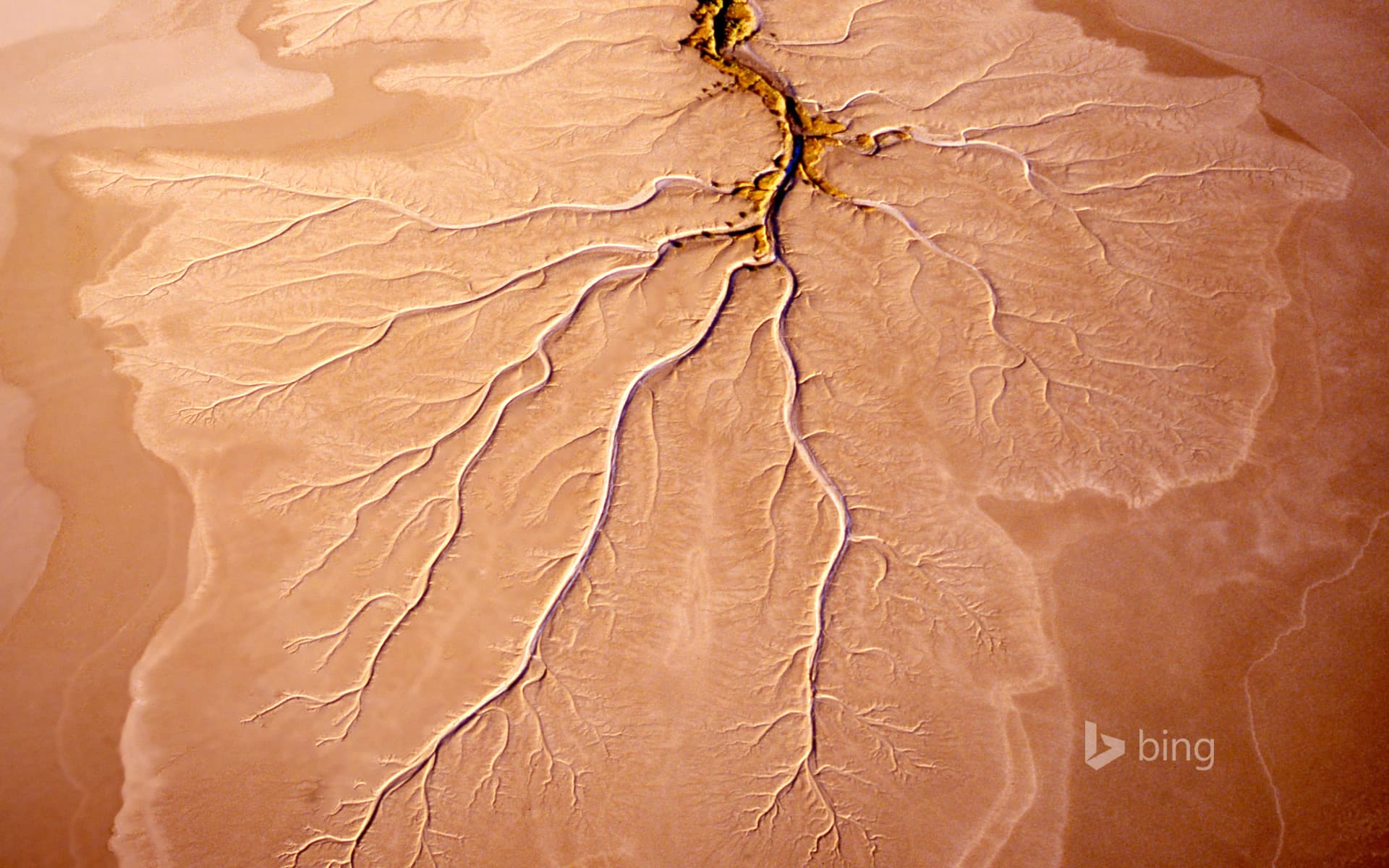 Bing Wallpaper: Root structure in a mudflat near Norman River in Queensland, Australia