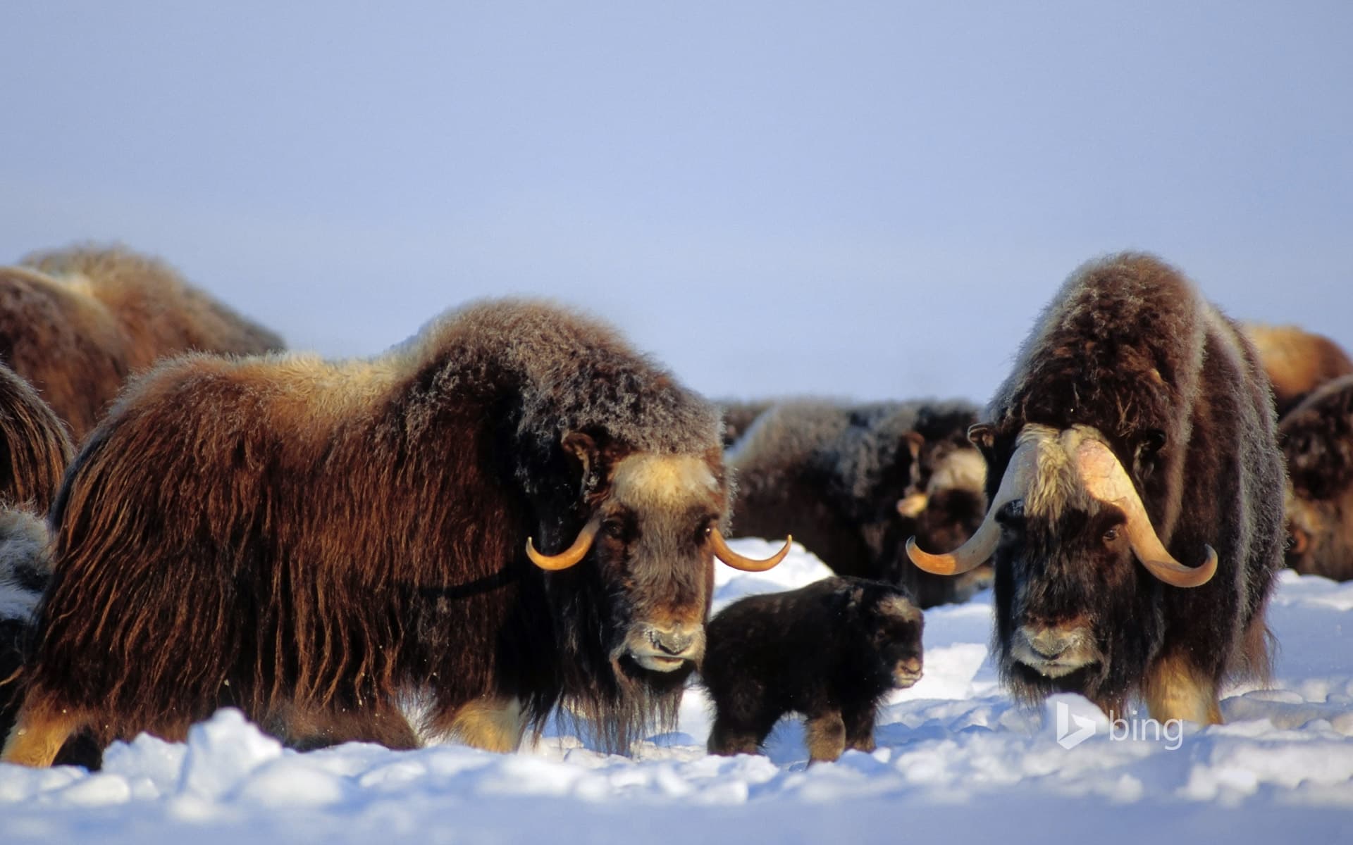Bing Wallpaper: Muskox in the Brooks Range, Alaska, USA