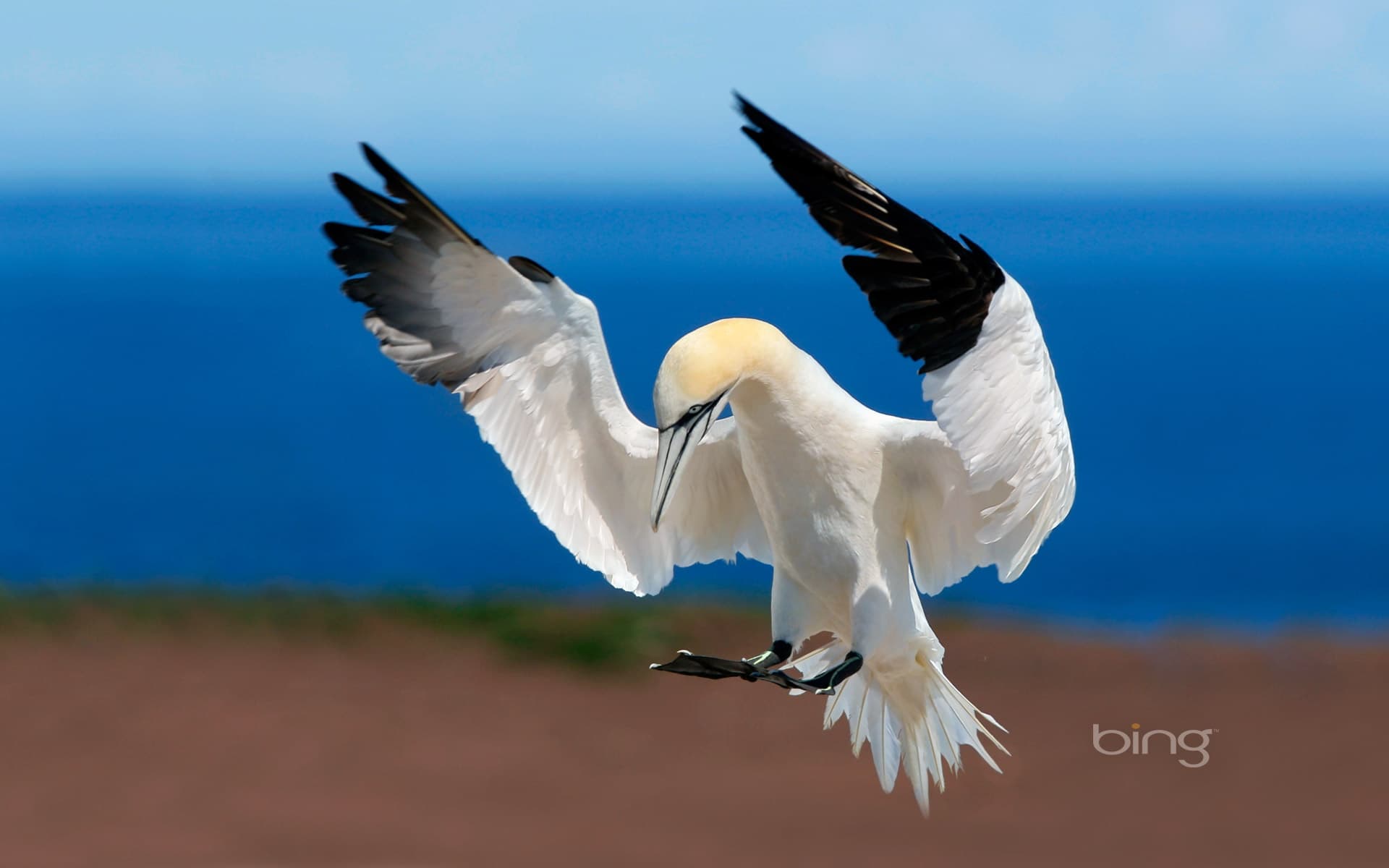 Bing Wallpaper: Northern gannet at Bonaventure Island and Percé Rock National Park, Quebec, Canada
