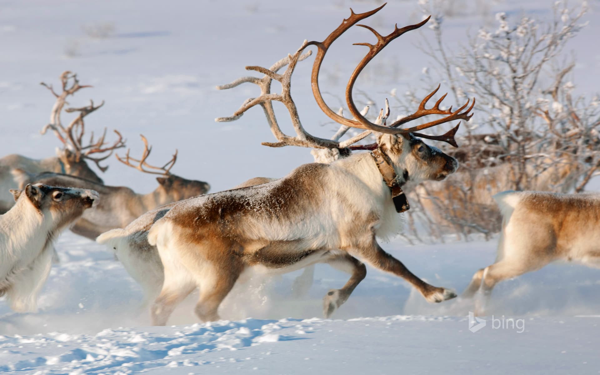 Bing Wallpaper: Reindeer in the countryside near Karasjok, Finnmark, Norway