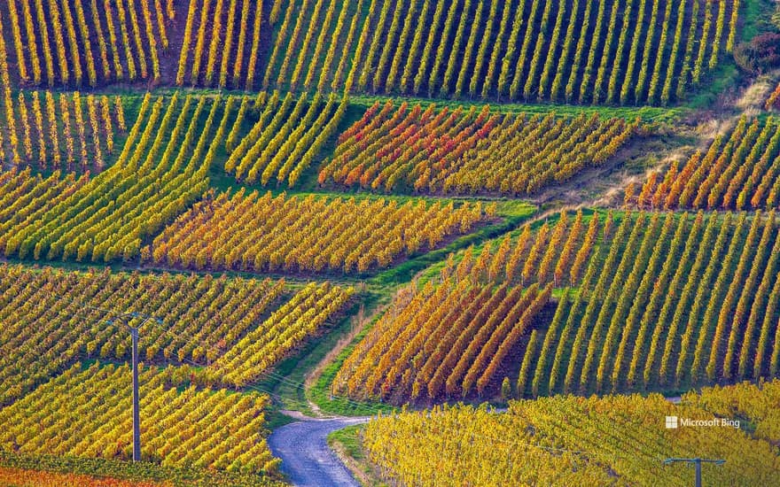 Champagne vineyards, Montagne de Reims regional natural park, Verzenay