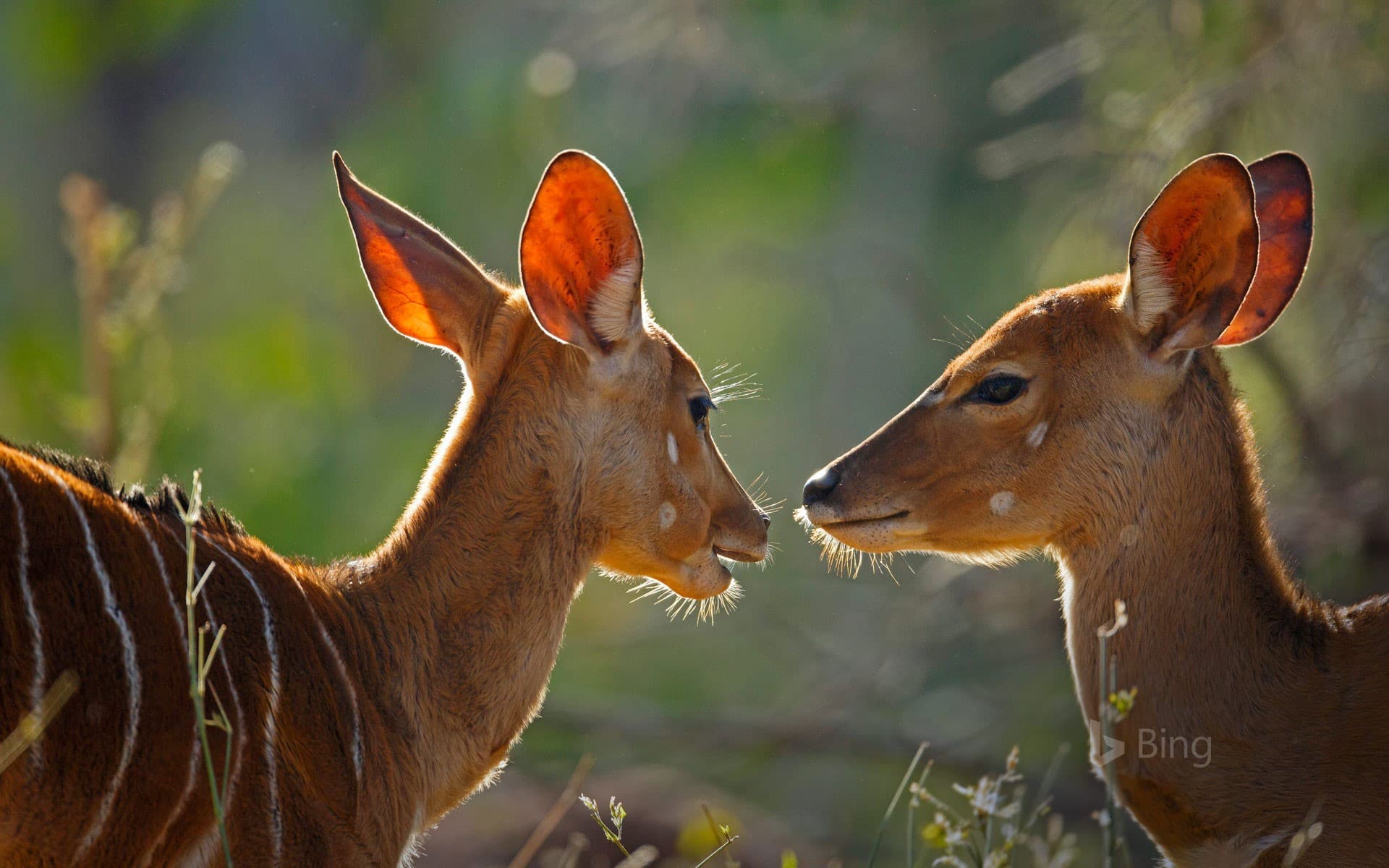 Bing Wallpaper: Female nyalas, Kruger National Park, South Africa