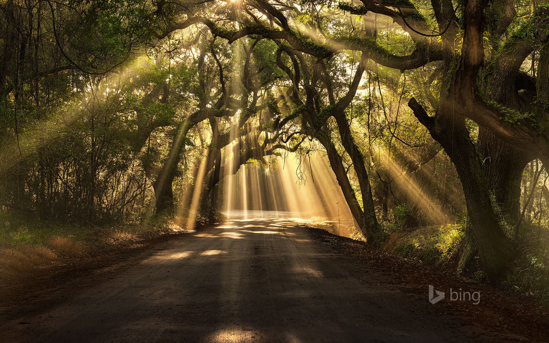 Bing Wallpaper: Botany Bay Road, Edisto Island, South Carolina