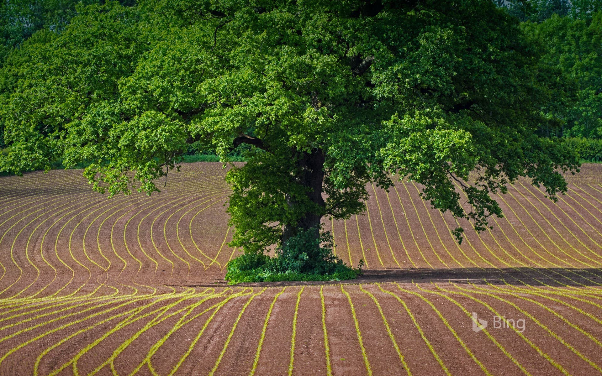 Bing Wallpaper: English oak tree in a cultivated field in Monmouthshire, Wales