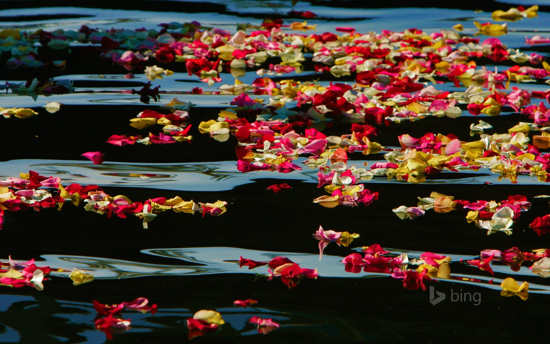 Bing Wallpaper: Rose petals in Oceanside Harbor, California