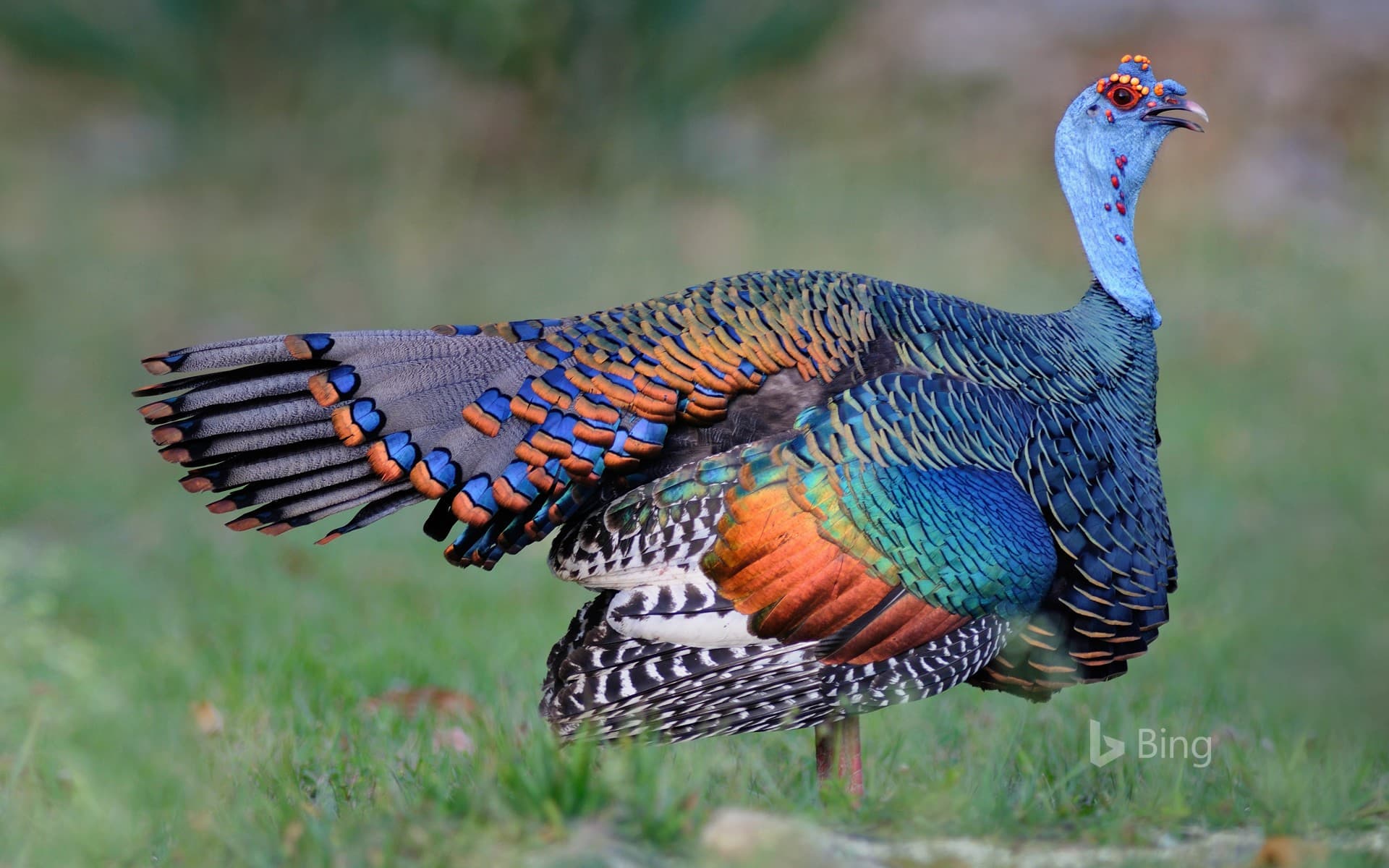 Bing Wallpaper: An ocellated turkey in Guatemala