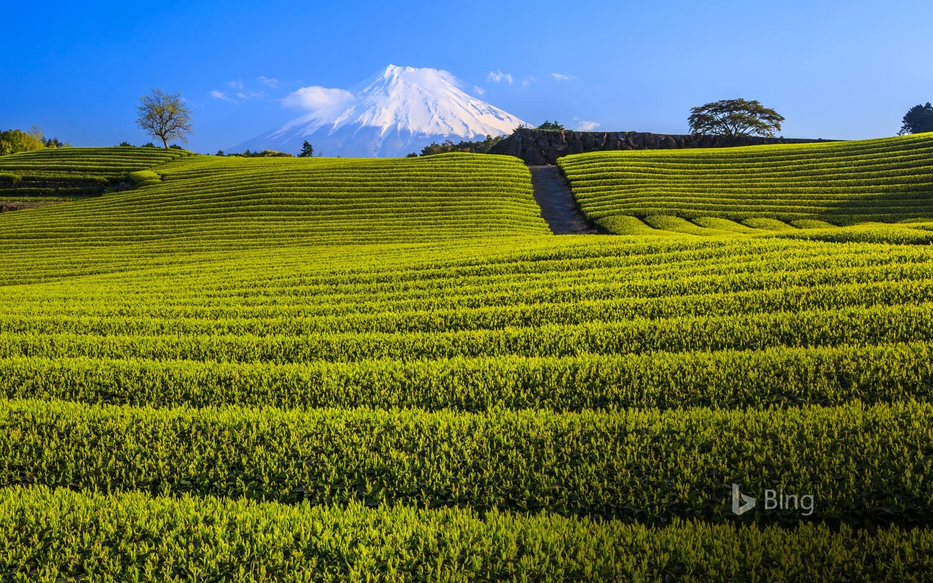 Bing Wallpaper: Japanese green tea plantation and Mt. Fuji, Shizuoka, Japan