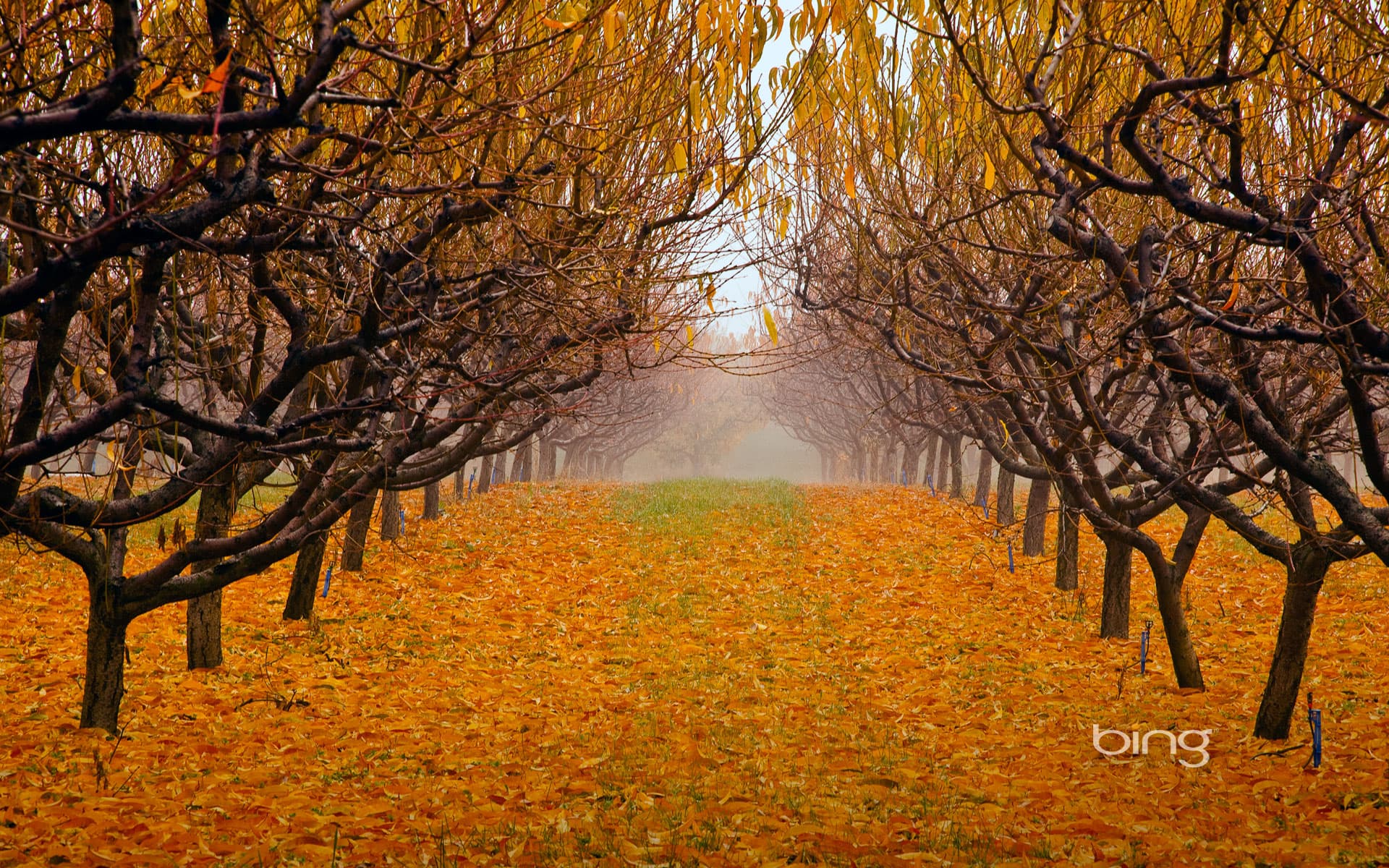 Bing Wallpaper: Pear orchard in Okanagan Valley, British Columbia, Canada