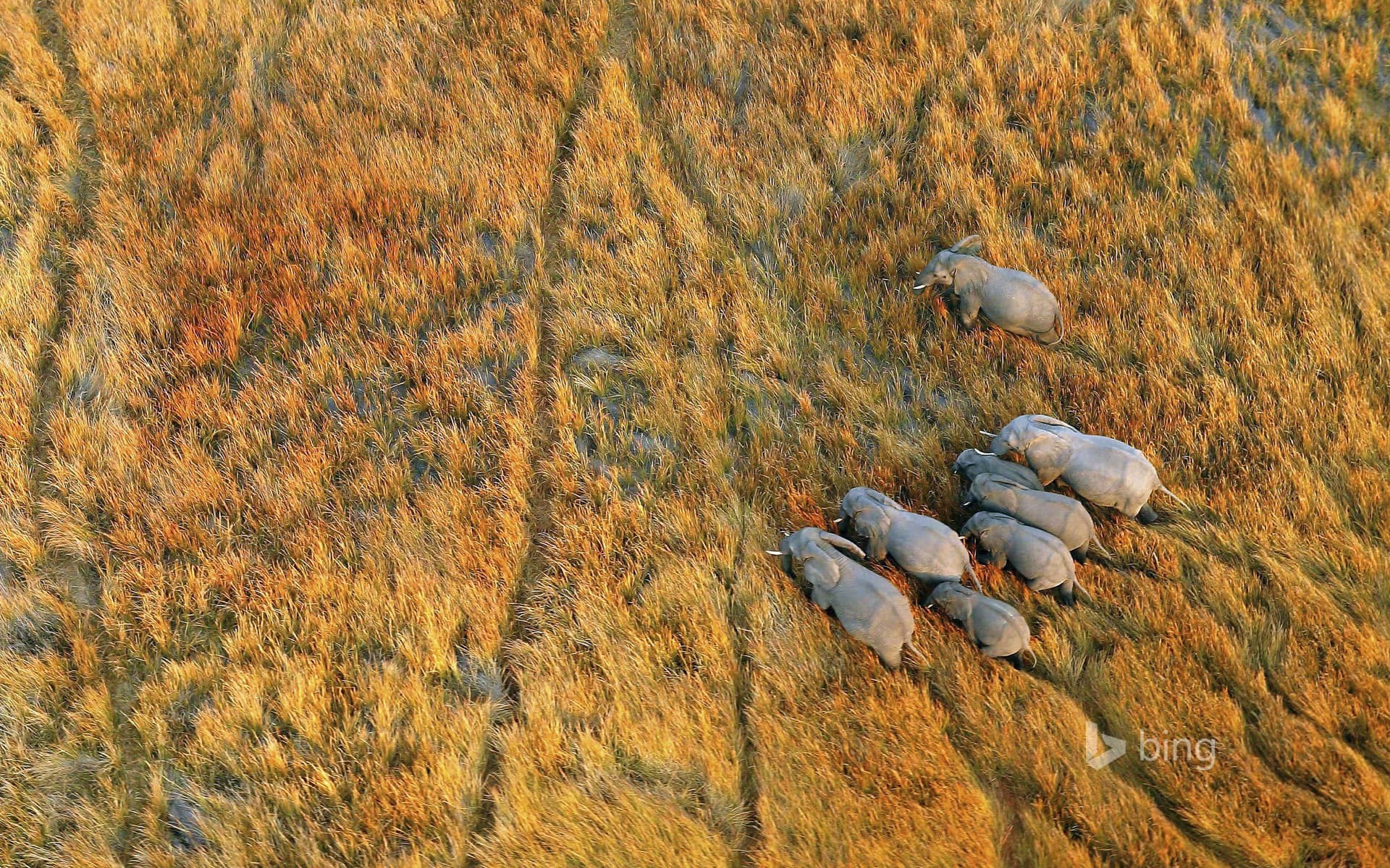 Bing Wallpaper: Elephants in the Okavango Delta, Botswana
