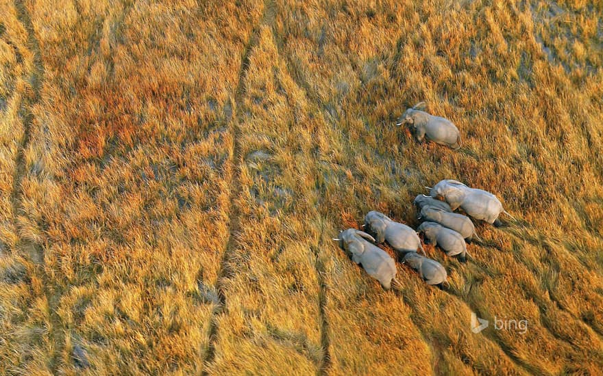 Elephants in the Okavango Delta, Botswana