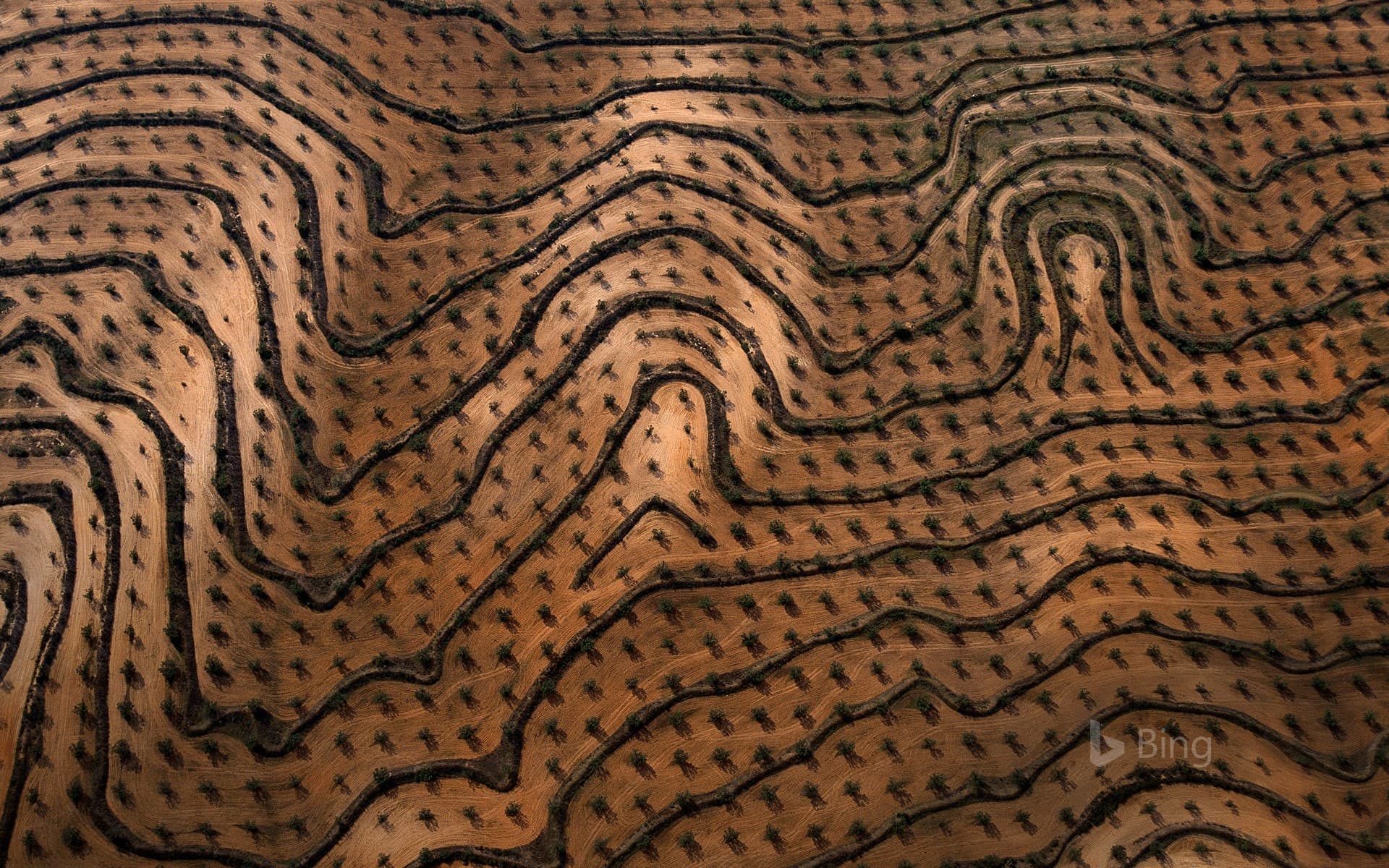 Bing Wallpaper: Newly planted olive groves, Zaghouan, Tunisia