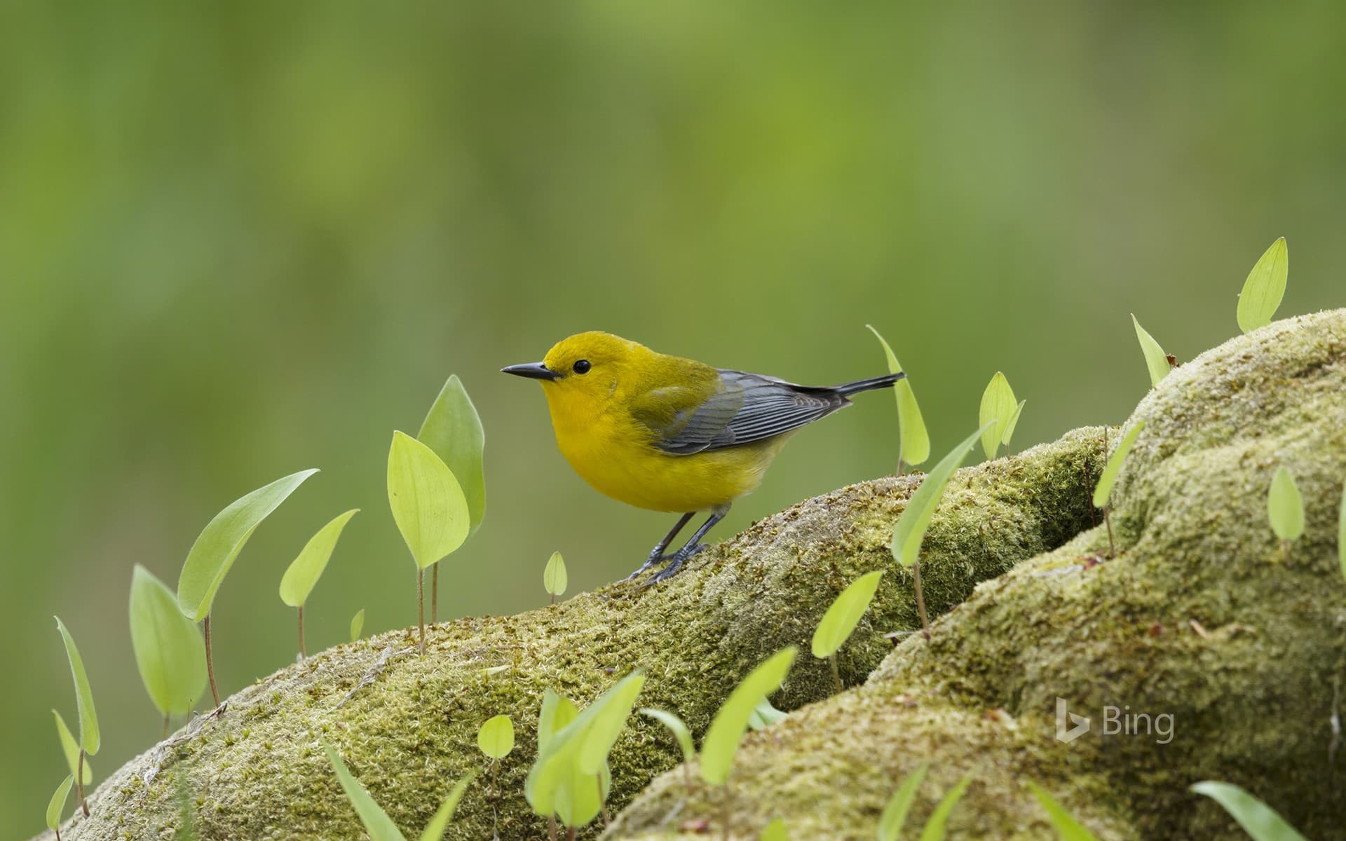 Bing Wallpaper: Prothonotary warbler in Ontario, Canada