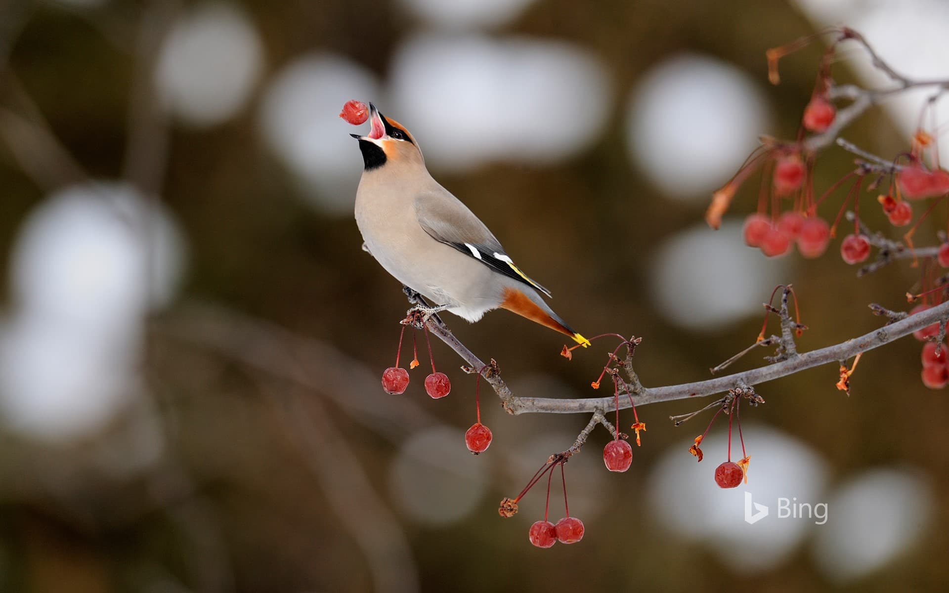 Bing Wallpaper: Bohemian waxwing feeding on crab apples, Sudbury, Ontario, Canada