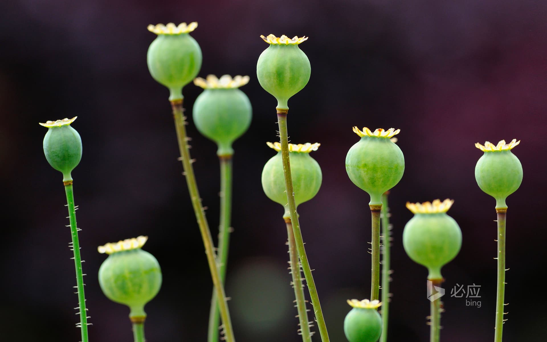 Bing Wallpaper: Poppy fruit