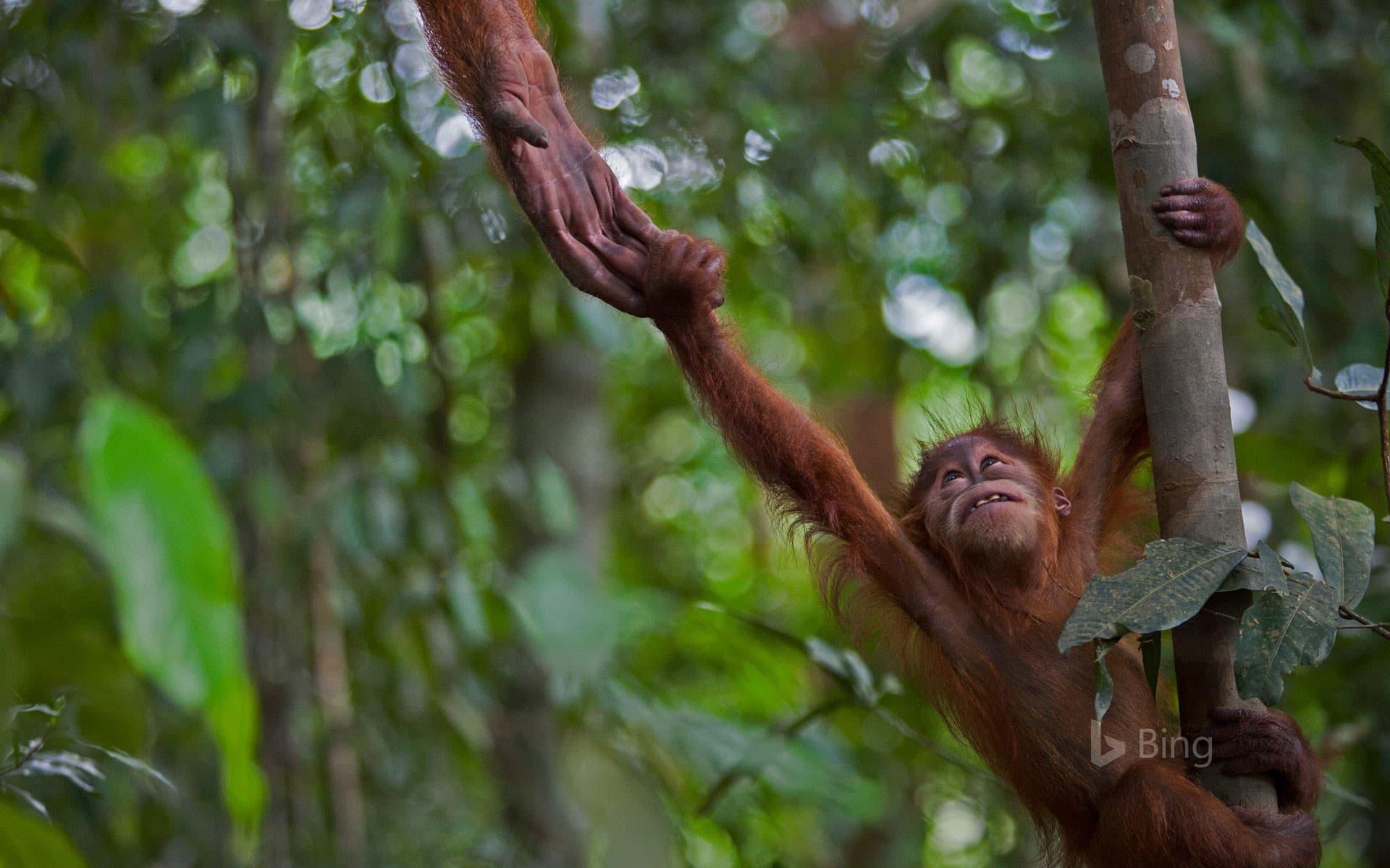 Bing Wallpaper: An infant Sumatran orangutan in Gunung Leuser National Park, Indonesia