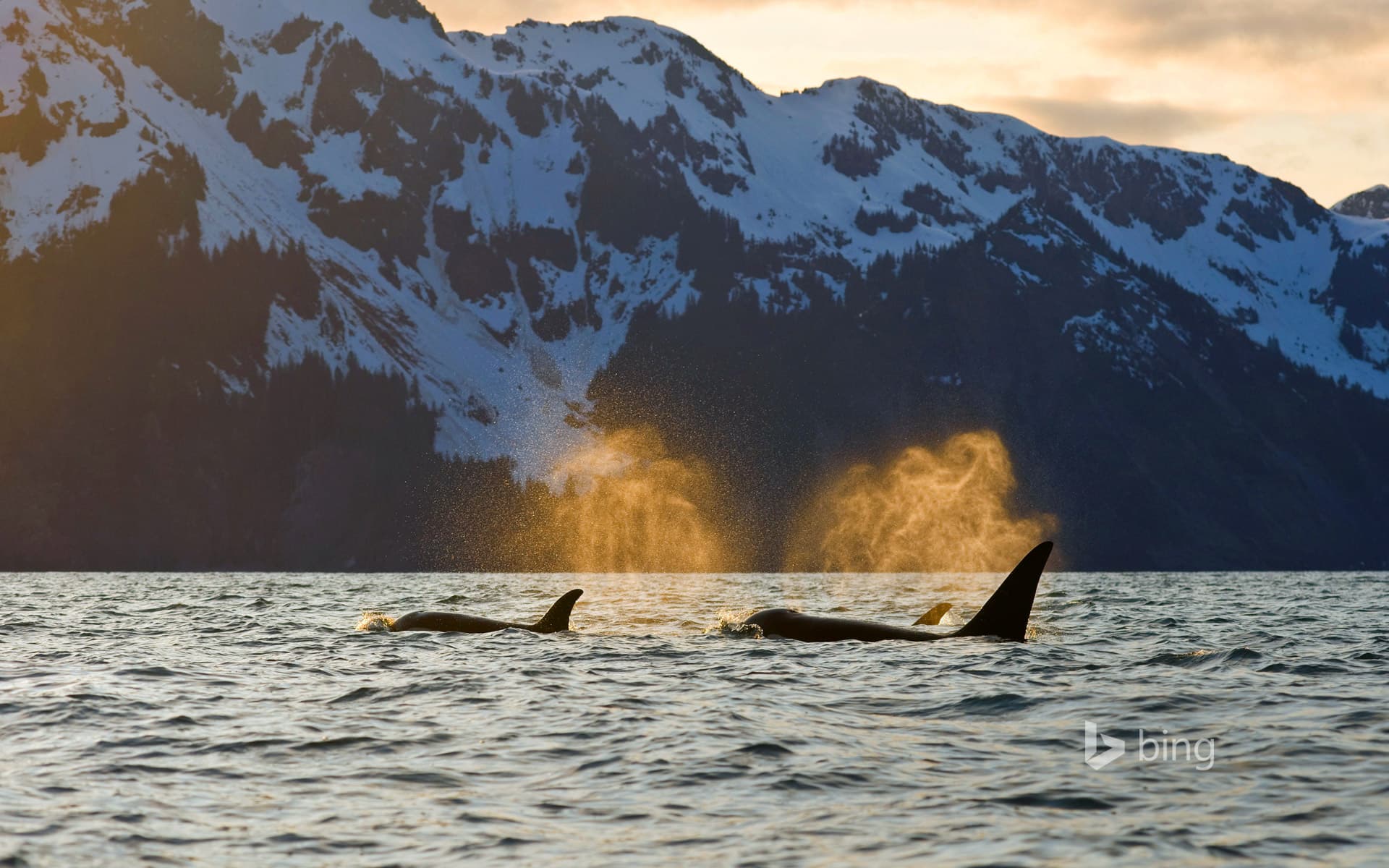 Bing Wallpaper: Orcas in Resurrection Bay near Kenai Fjords National Park, Alaska