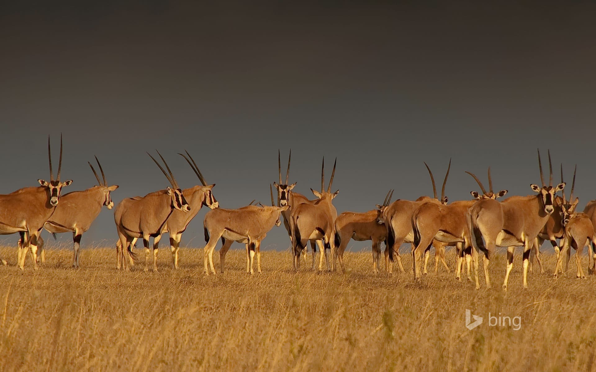 Bing Wallpaper: East African oryx herd, Solio Game Reserve in Kenya's Great Rift Valley