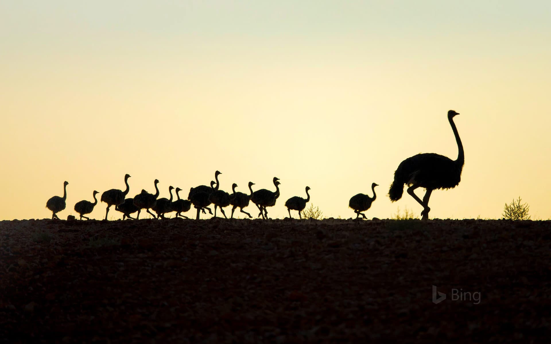 Bing Wallpaper: Ostrich with chicks in Western Cape, South Africa