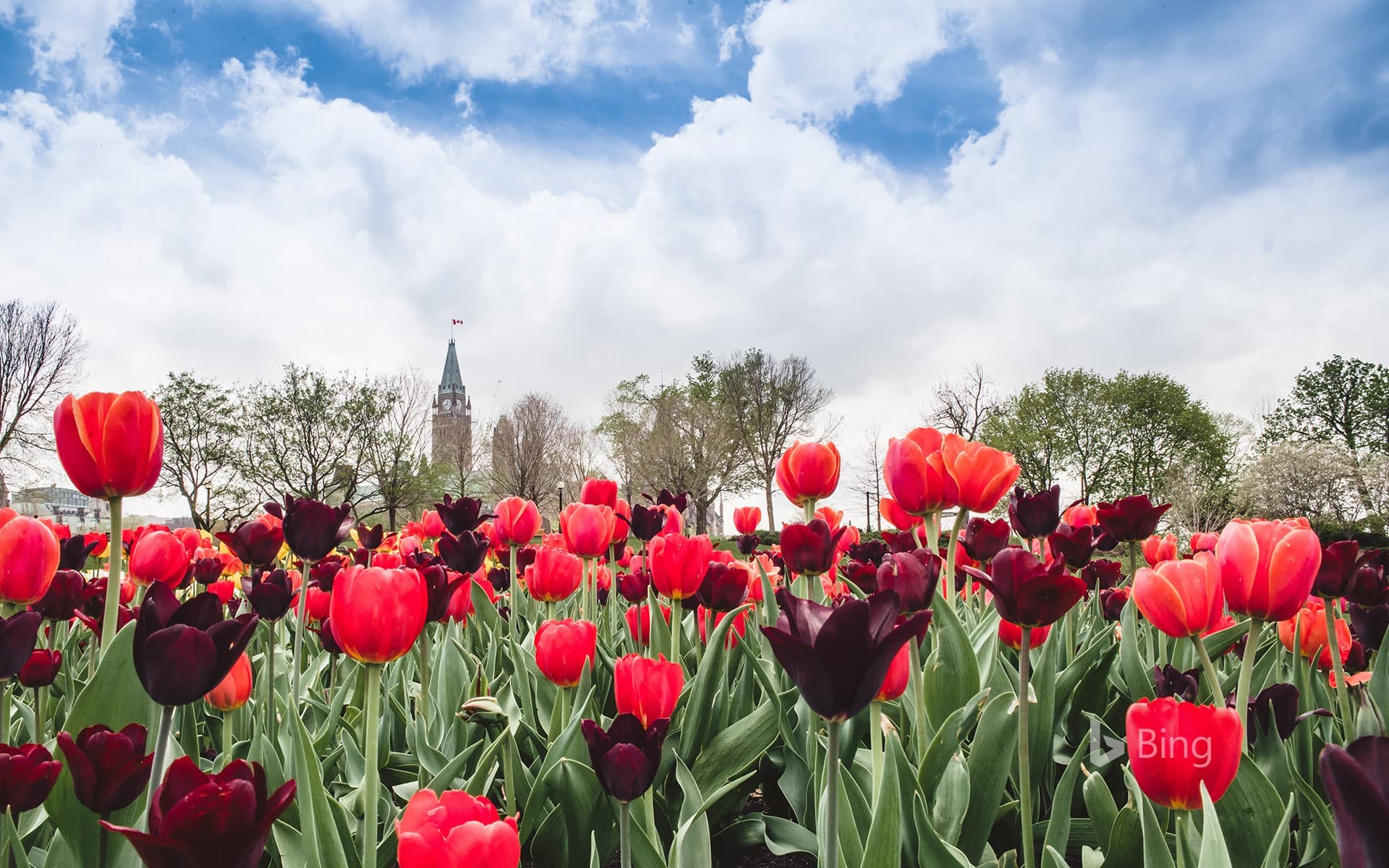 Bing Wallpaper: Tulips in front of the Parliament buildings in Ottawa, Canada